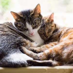 Kedi