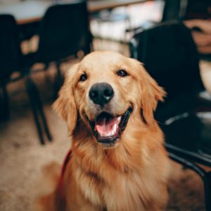Köpek