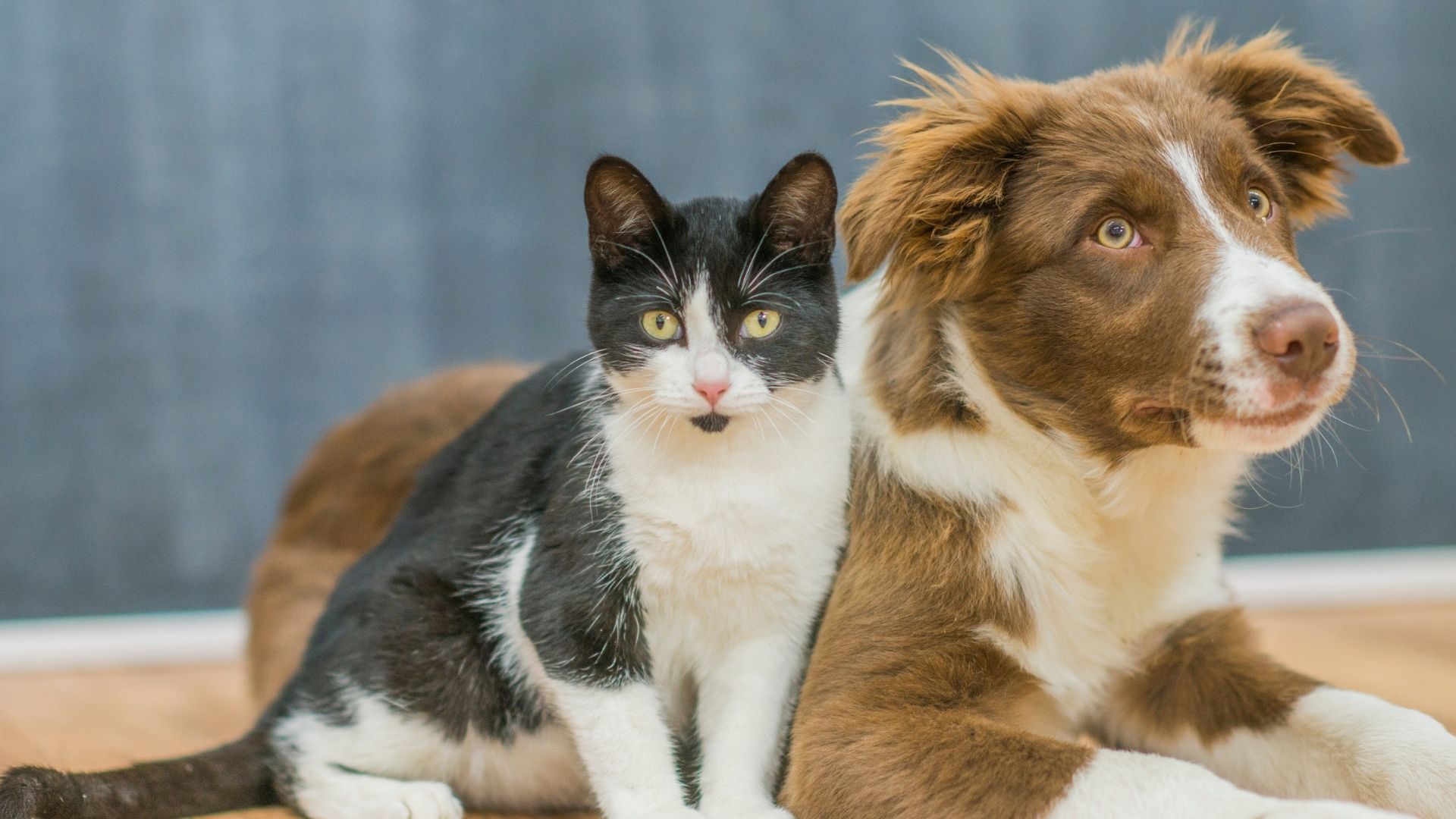 Kedi ve Köpek Birlikte Yaşayabilir mi?