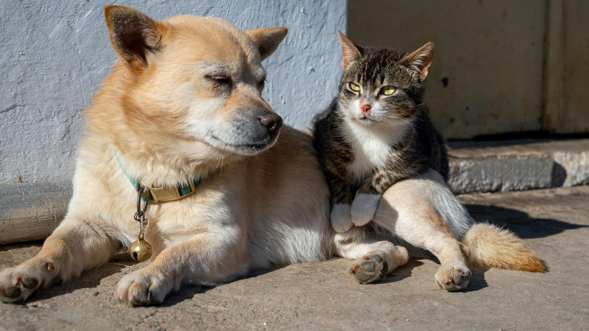 Kedi ve Köpek Birlikte Yaşayabilir mi?