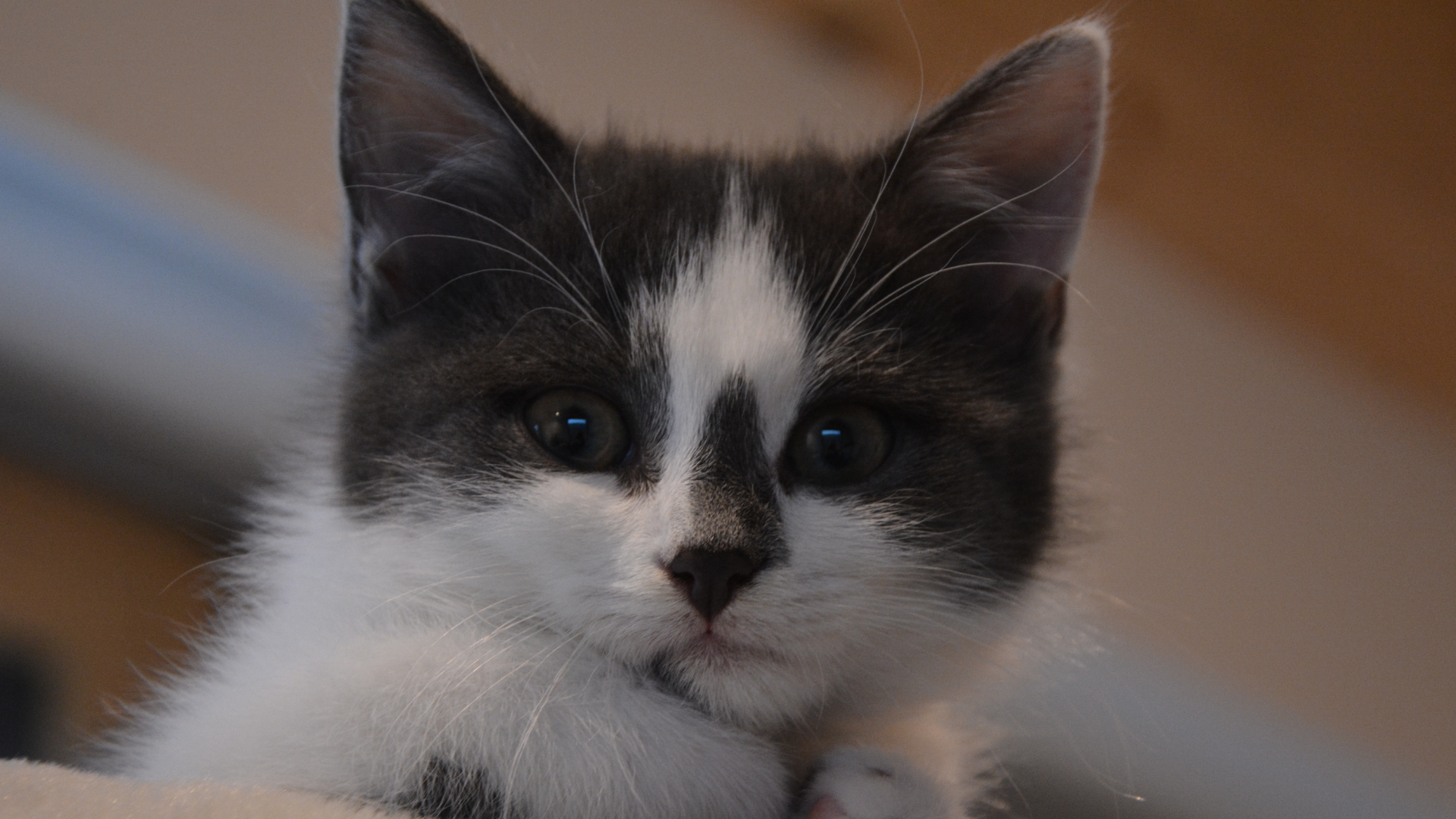 Kedi Tüyü Kist Yapar mı?