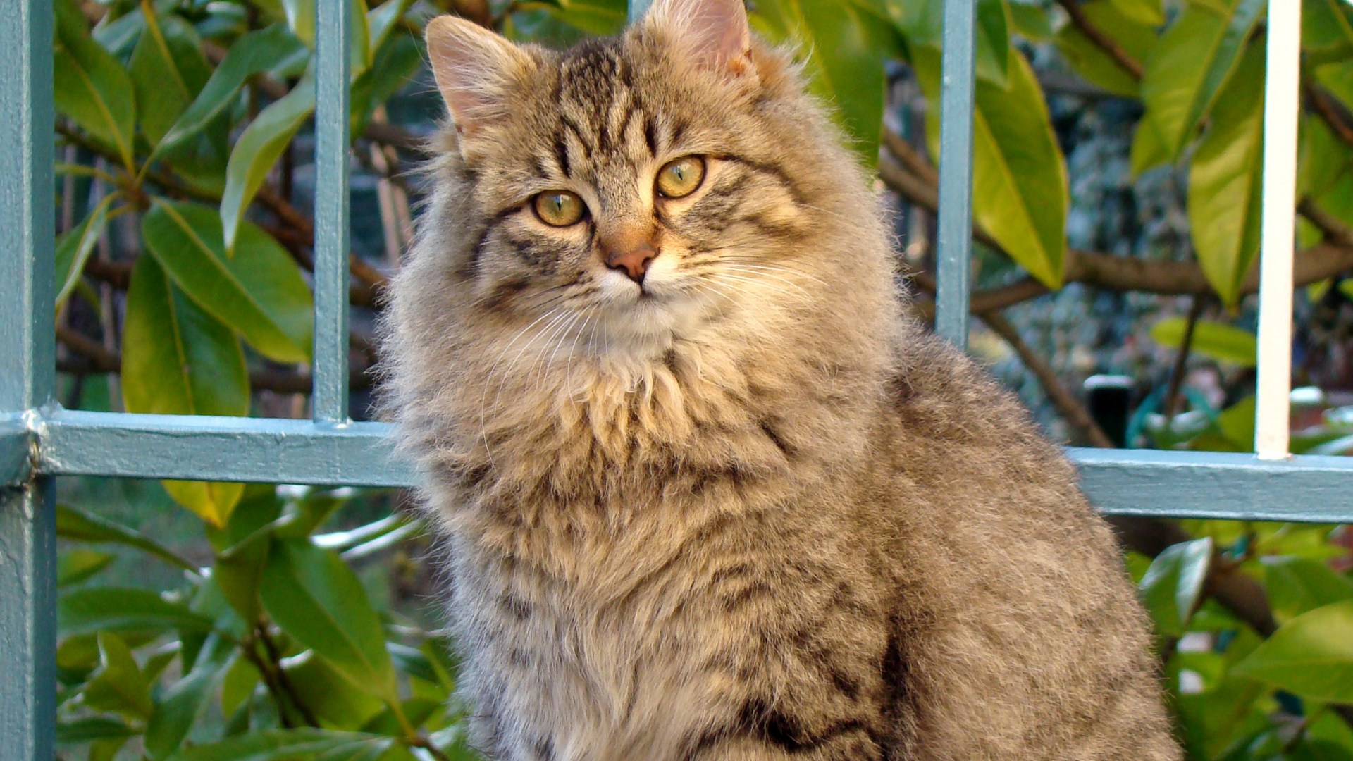 Kedi Tüyü Kist Yapar mı?