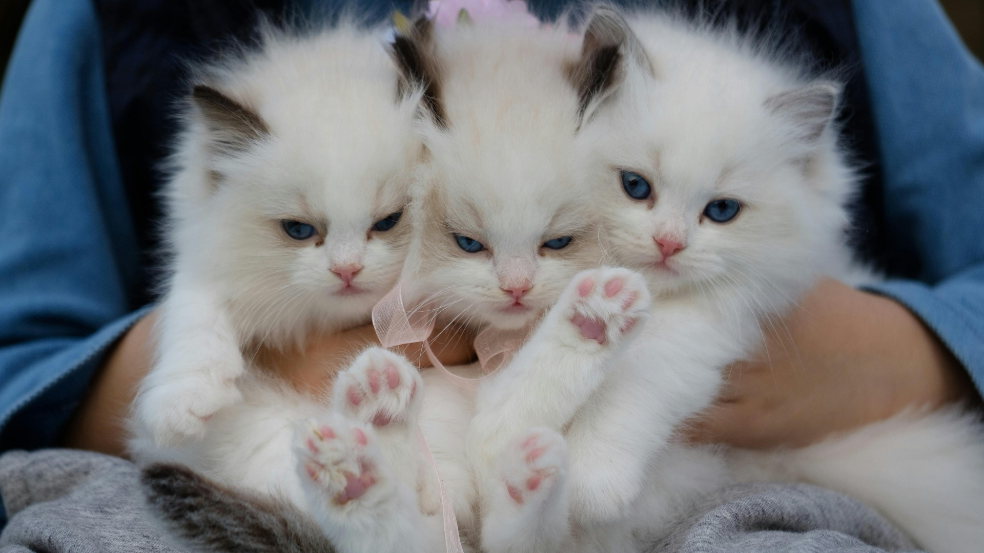 Kedi Tüyü Kist Yapar mı?