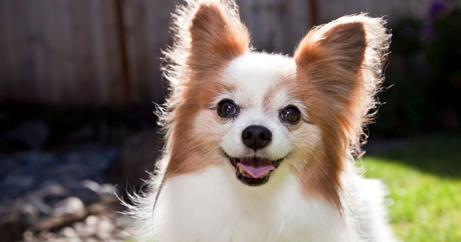 Köpekler Hangi Renkleri Görebilir?