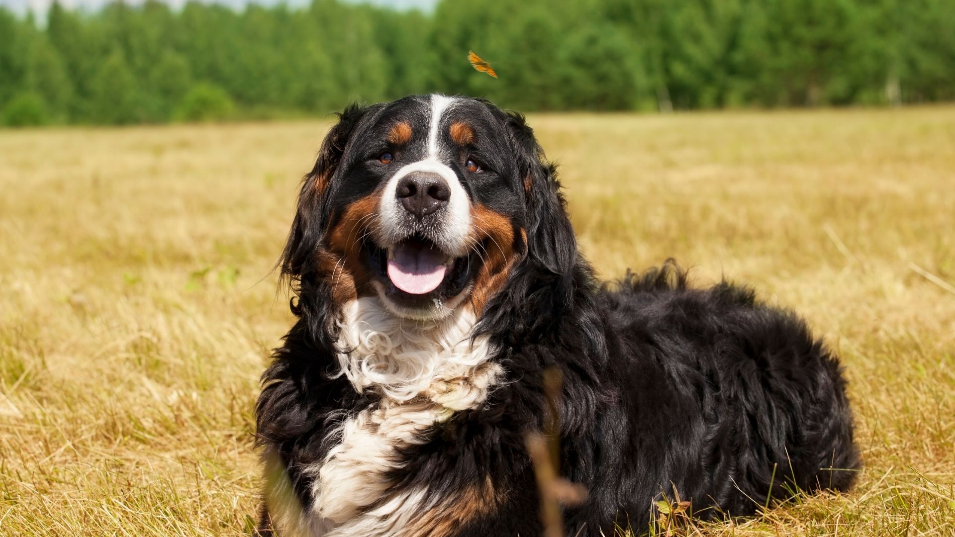 Köpekler Neden Ot Yer?