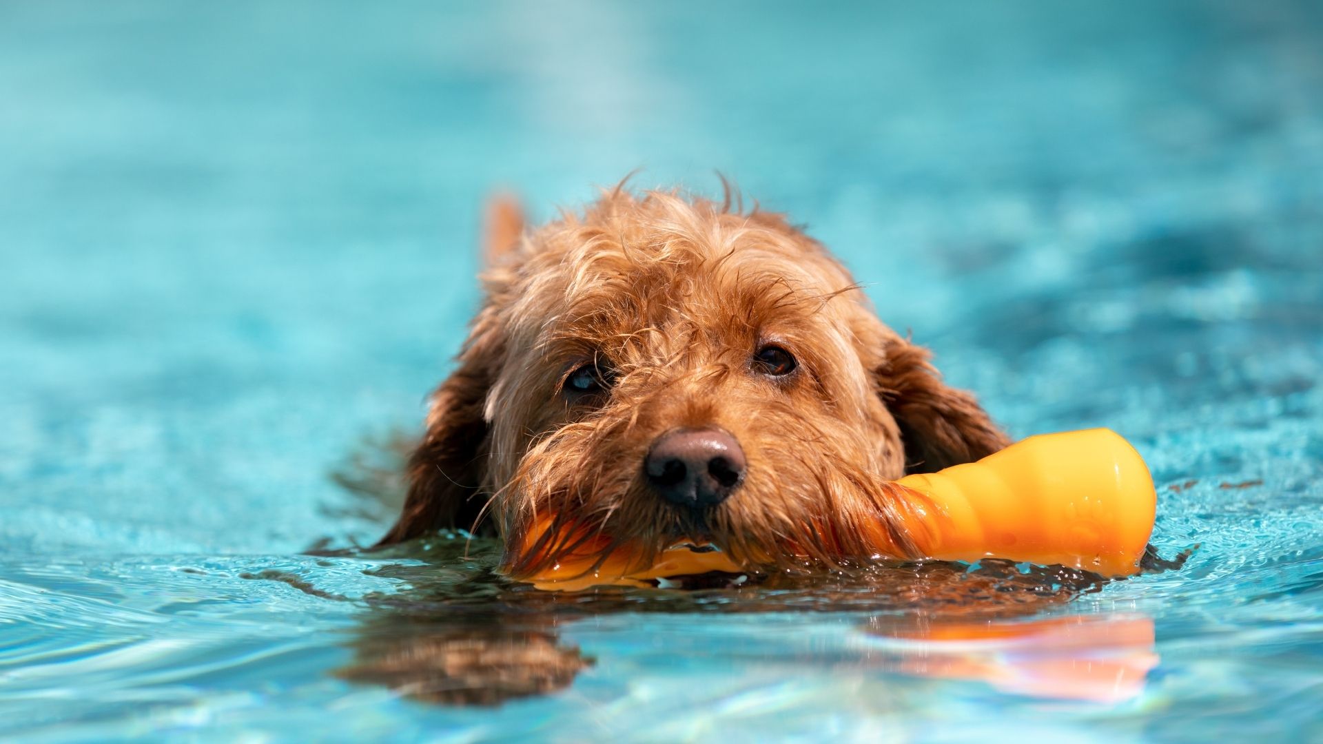 Köpekler Yüzebilir mi?
