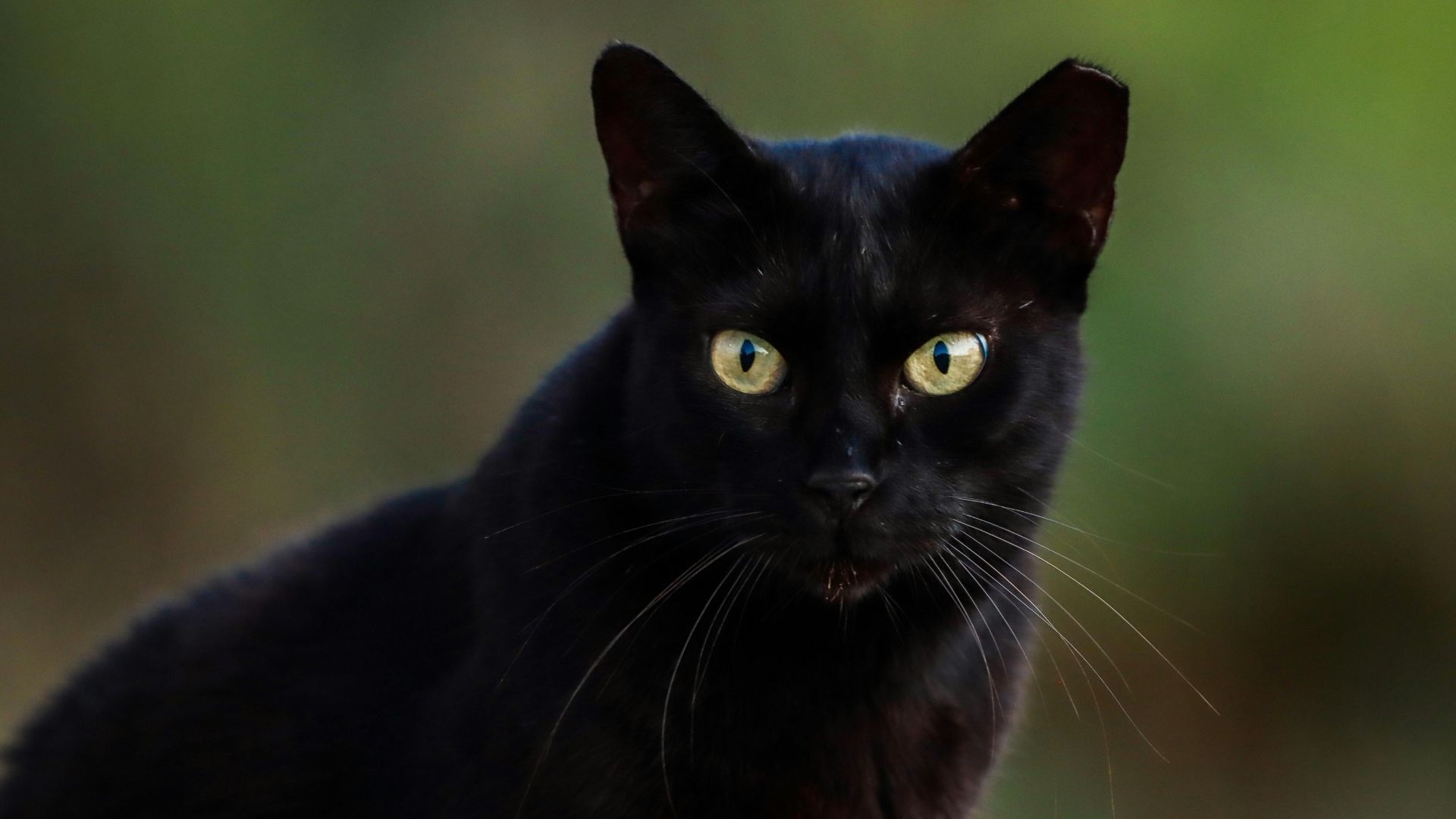 Siyah Tüylü Kedi Cinsleri Nelerdir?