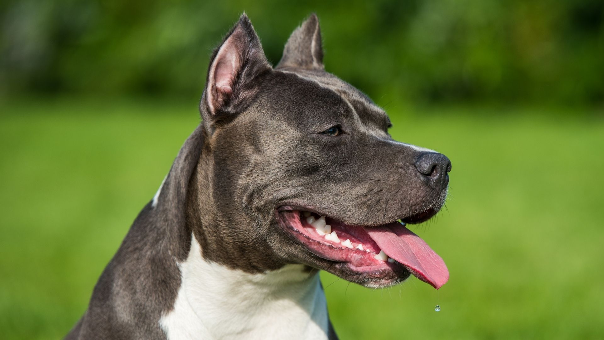 Türkiye’de Yasaklanmış Köpek Irkları Hangileridir?