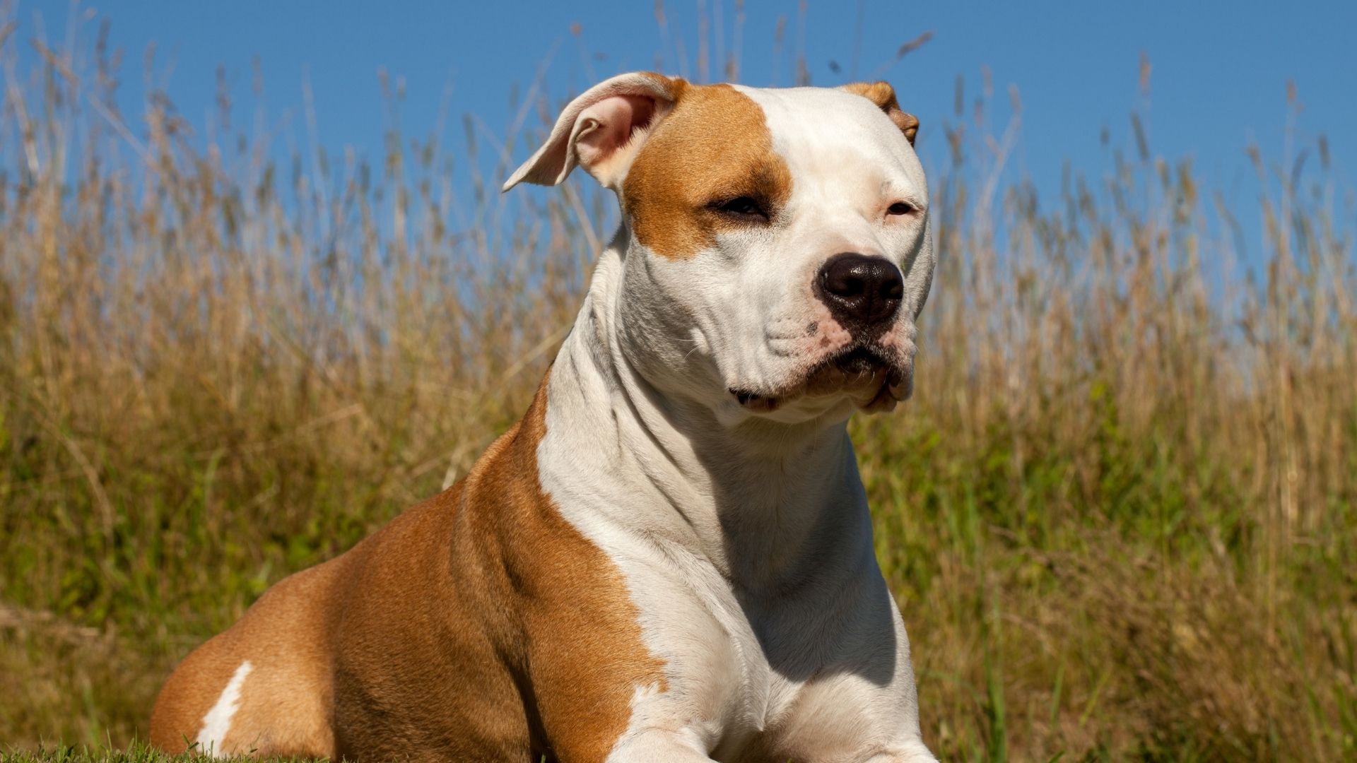 Türkiye’de Yasaklanmış Köpek Irkları Hangileridir?