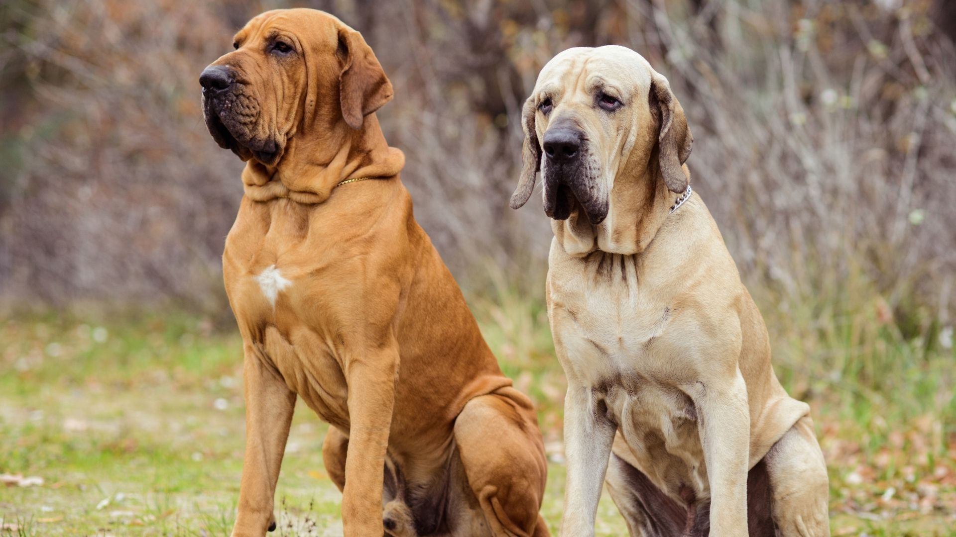 Türkiye’de Yasaklanmış Köpek Irkları Hangileridir?