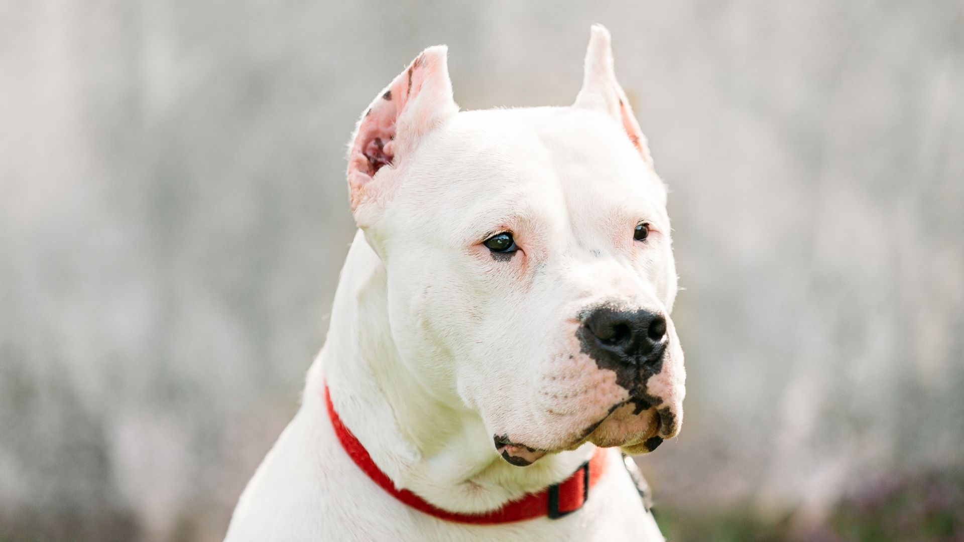 Türkiye’de Yasaklanmış Köpek Irkları Hangileridir?