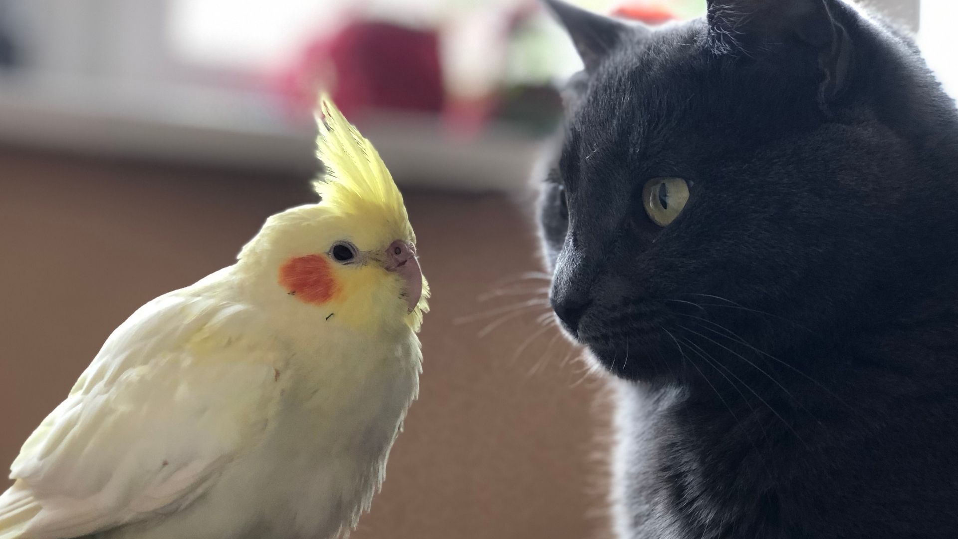 Kedilerle Kuşlar Birlikte Yaşayabilir mi?