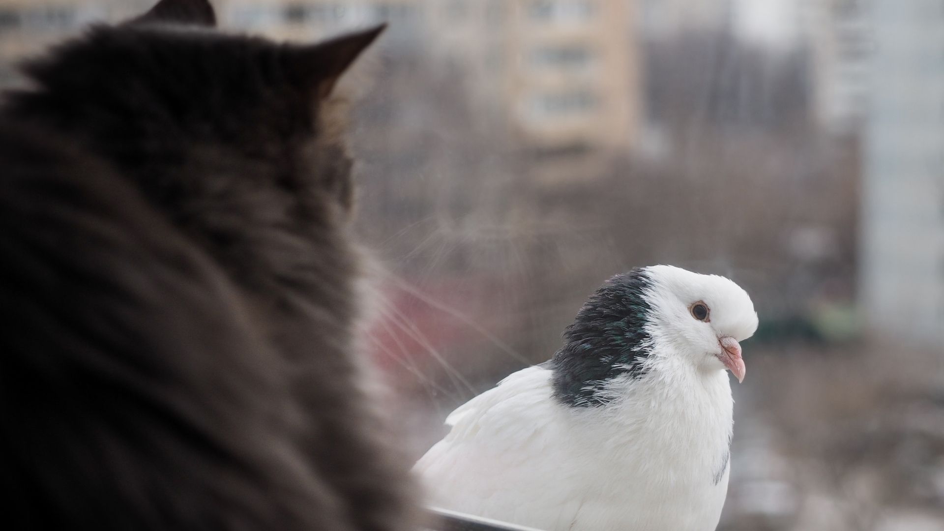 Kedilerle Kuşlar Birlikte Yaşayabilir mi?