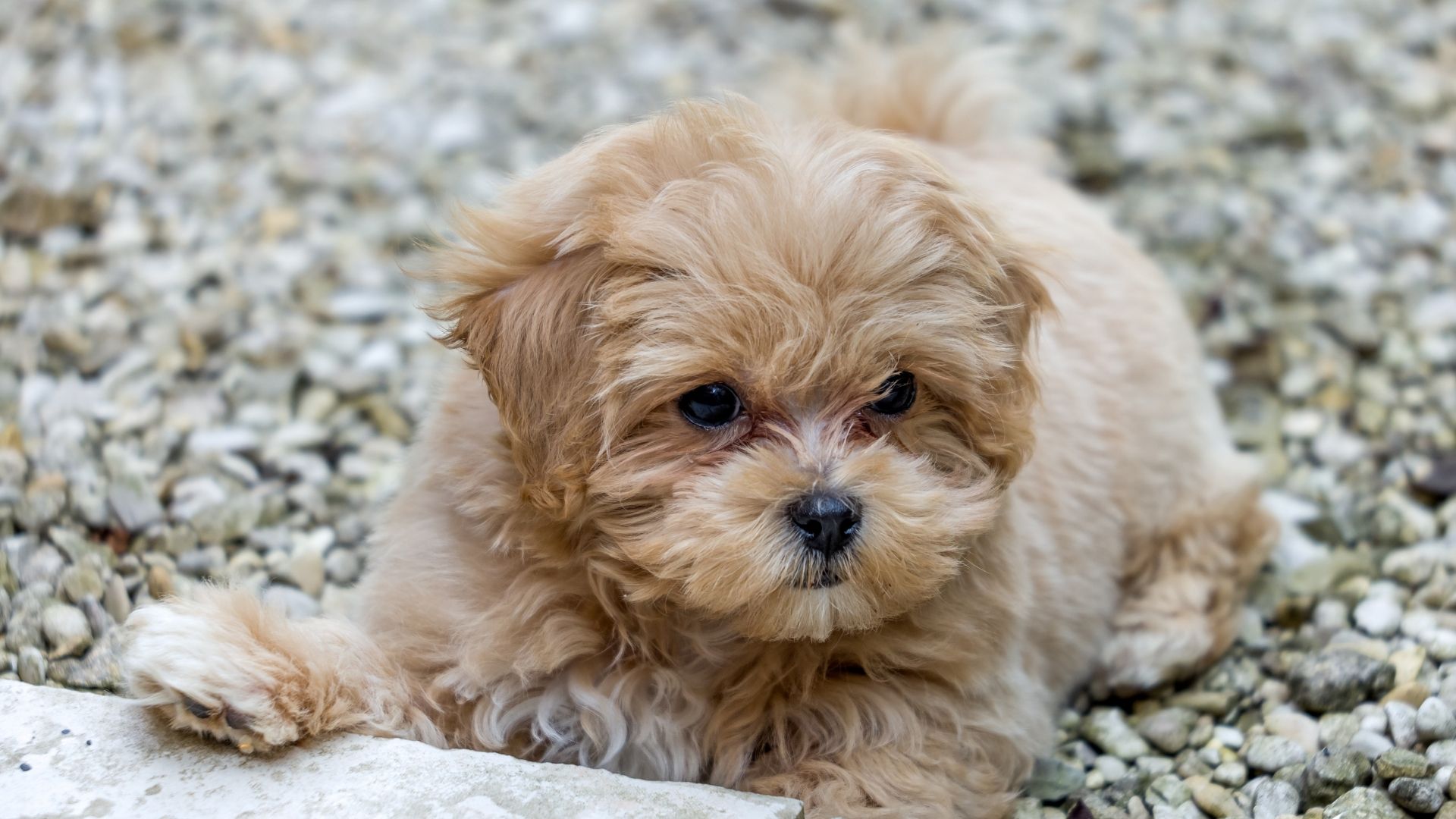 Yavru Köpekler İçin Mama Seçimi Nasıl Yapılır?