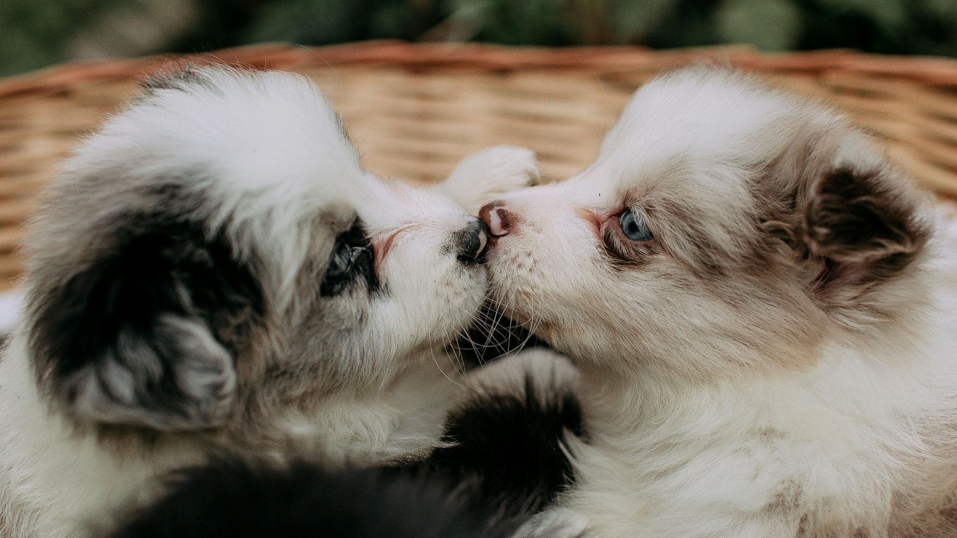 Yavru Köpekler İçin Mama Seçimi Nasıl Yapılır?