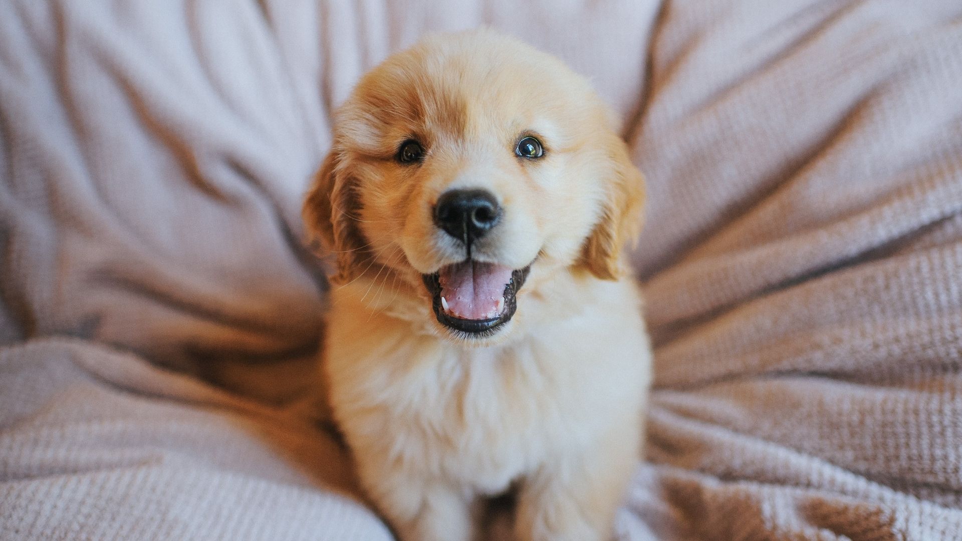 Yavru Köpekler İçin Mama Seçimi Nasıl Yapılır?