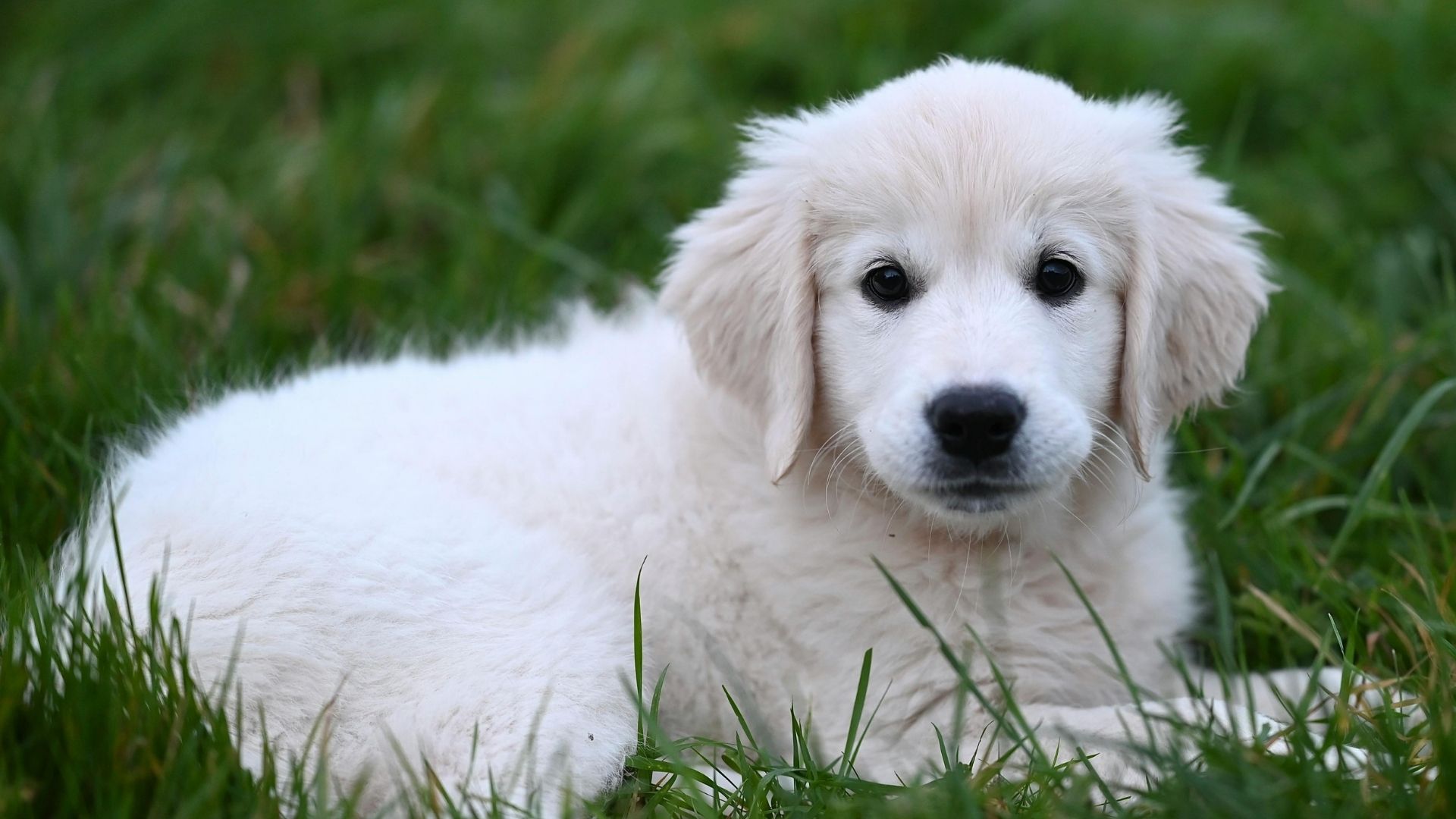 Yavru Köpekler İçin Mama Seçimi Nasıl Yapılır?