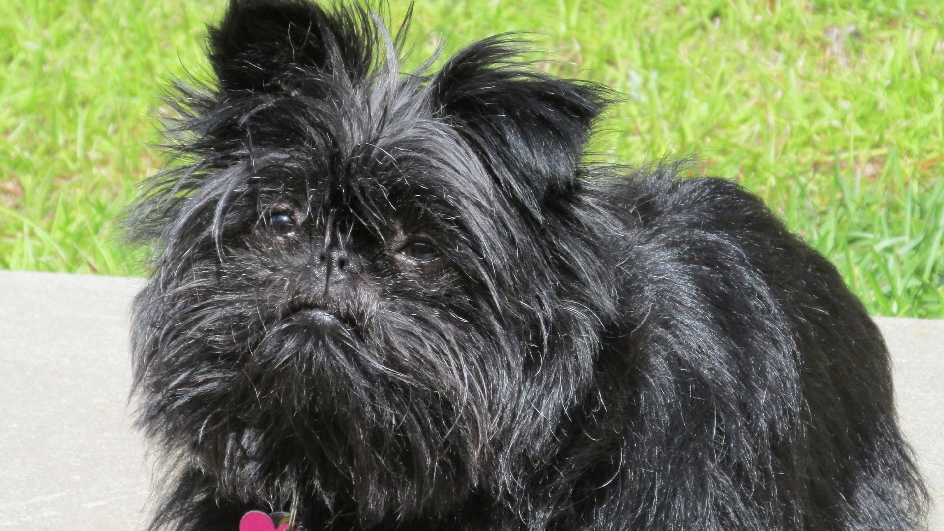 Affenpinscher Köpek Irkı Özellikleri ve Bakımı