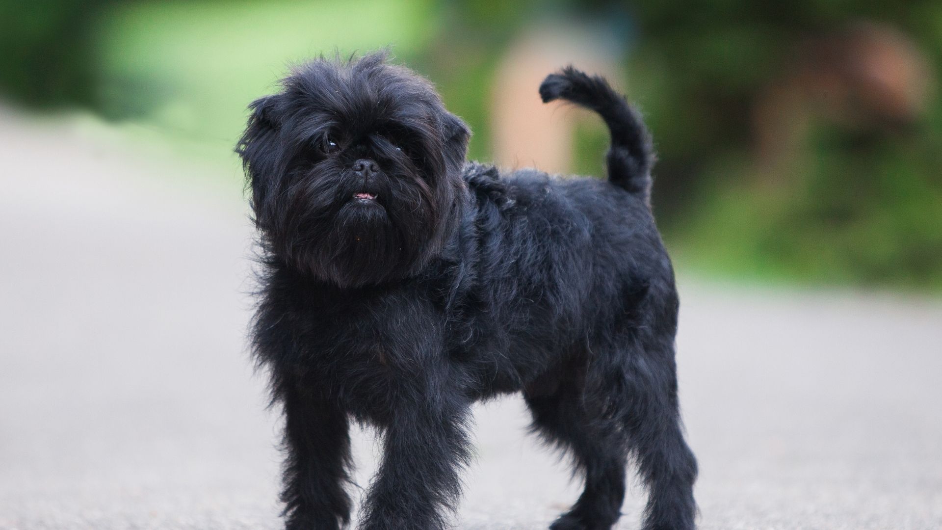 Affenpinscher Köpek Irkı Özellikleri ve Bakımı