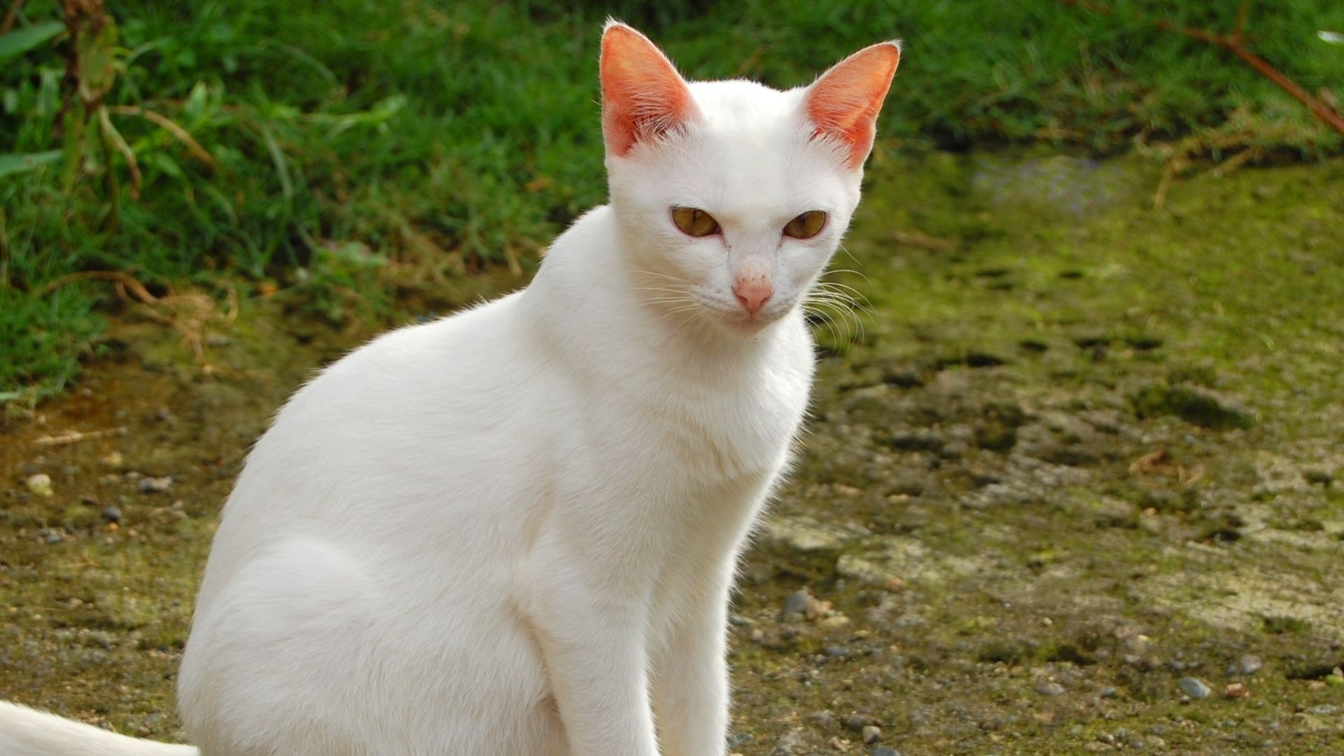 Albino Kedisi Özellikleri ve Bakımı