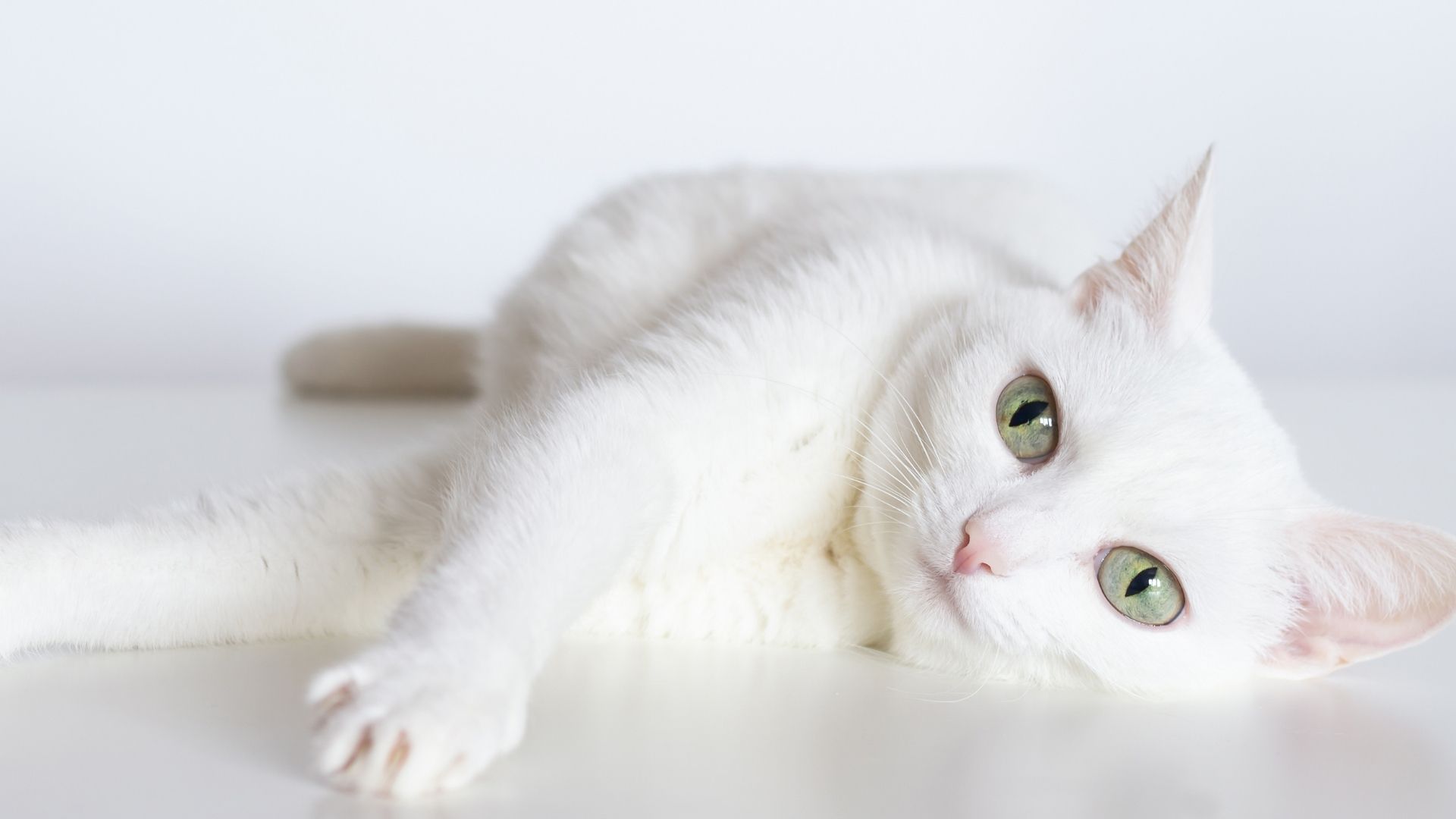 Albino Kedisi Özellikleri ve Bakımı