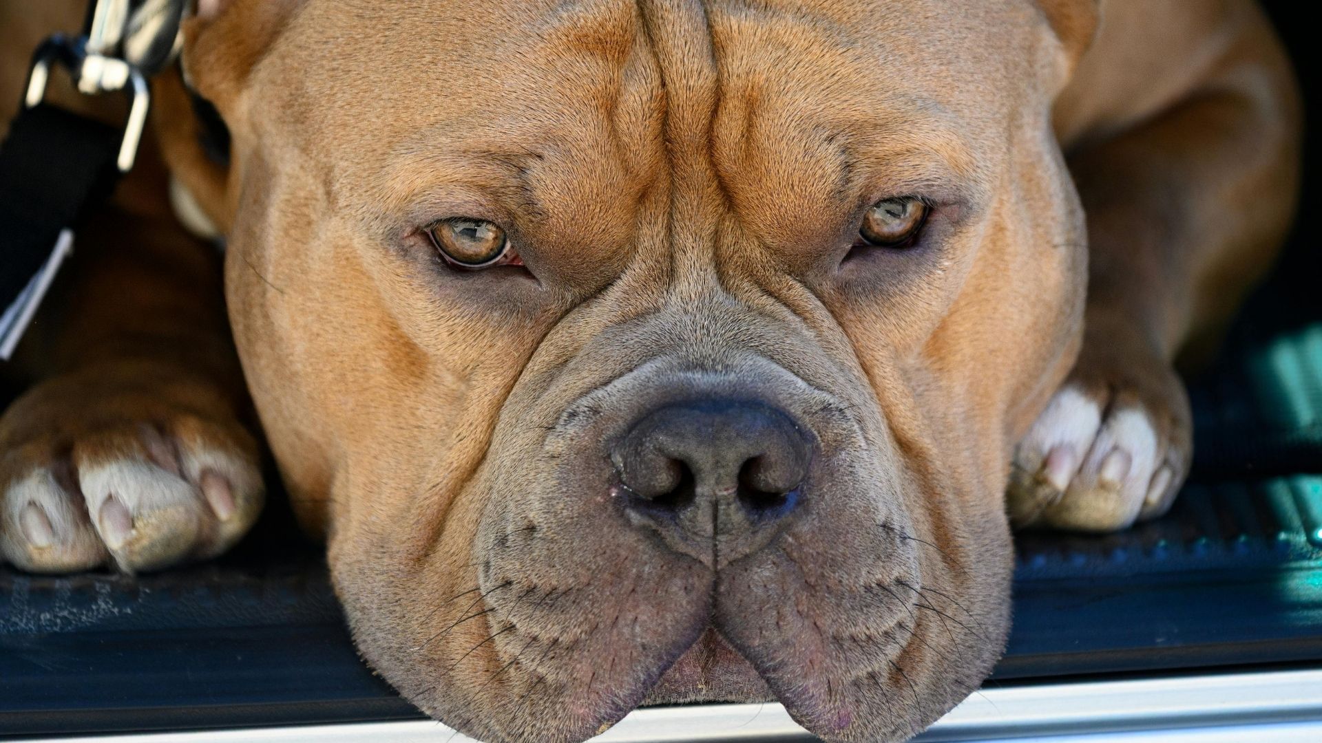 American Bully Köpek Irkı Özellikleri ve Bakımı