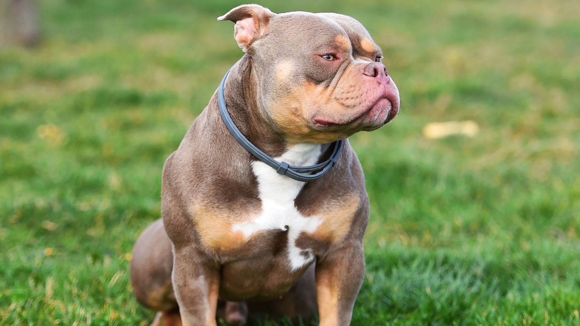 American Bully Köpek Irkı Özellikleri ve Bakımı