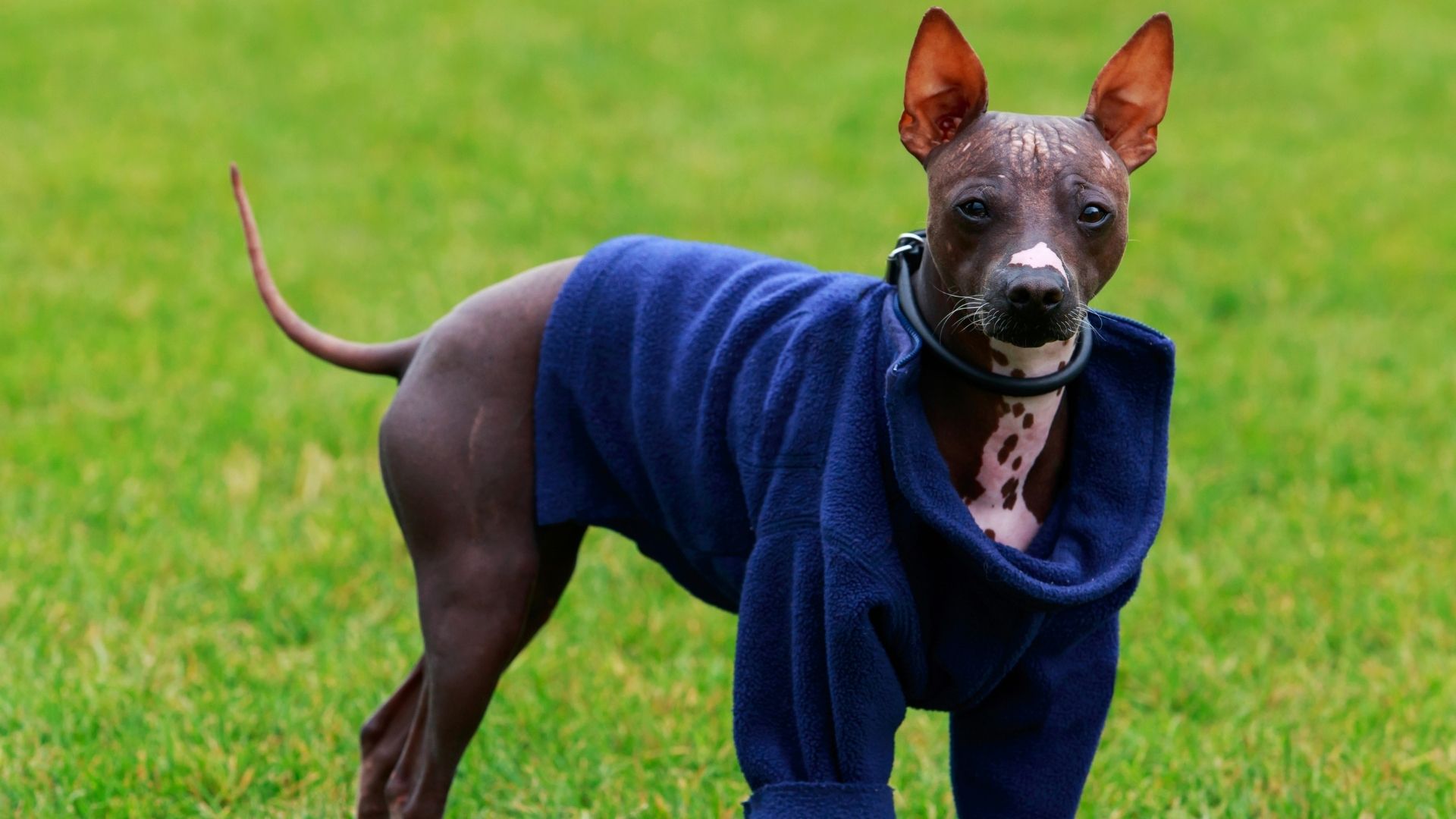 Amerikan Hairless (Tüysüz) Terrier Özellikleri ve Bakımı 