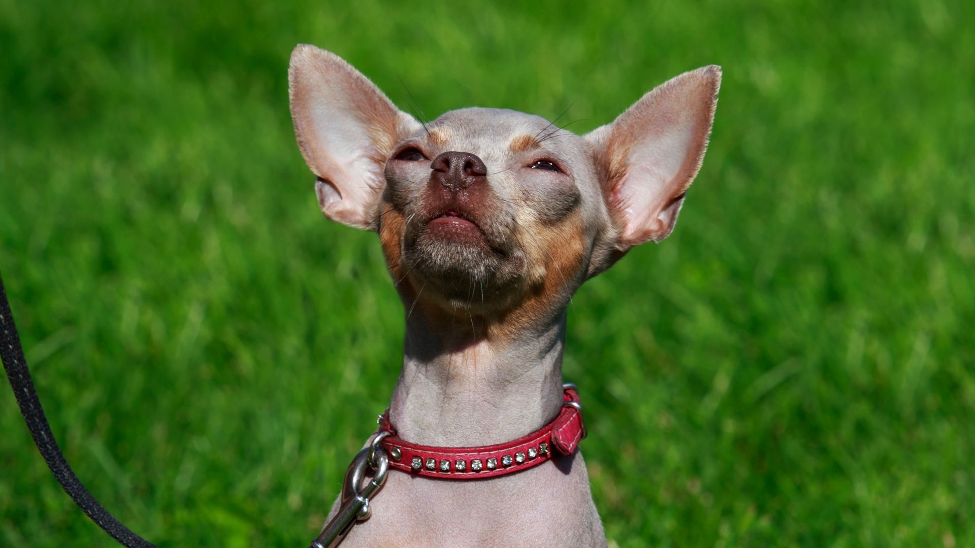 Amerikan Hairless (Tüysüz) Terrier Özellikleri ve Bakımı 