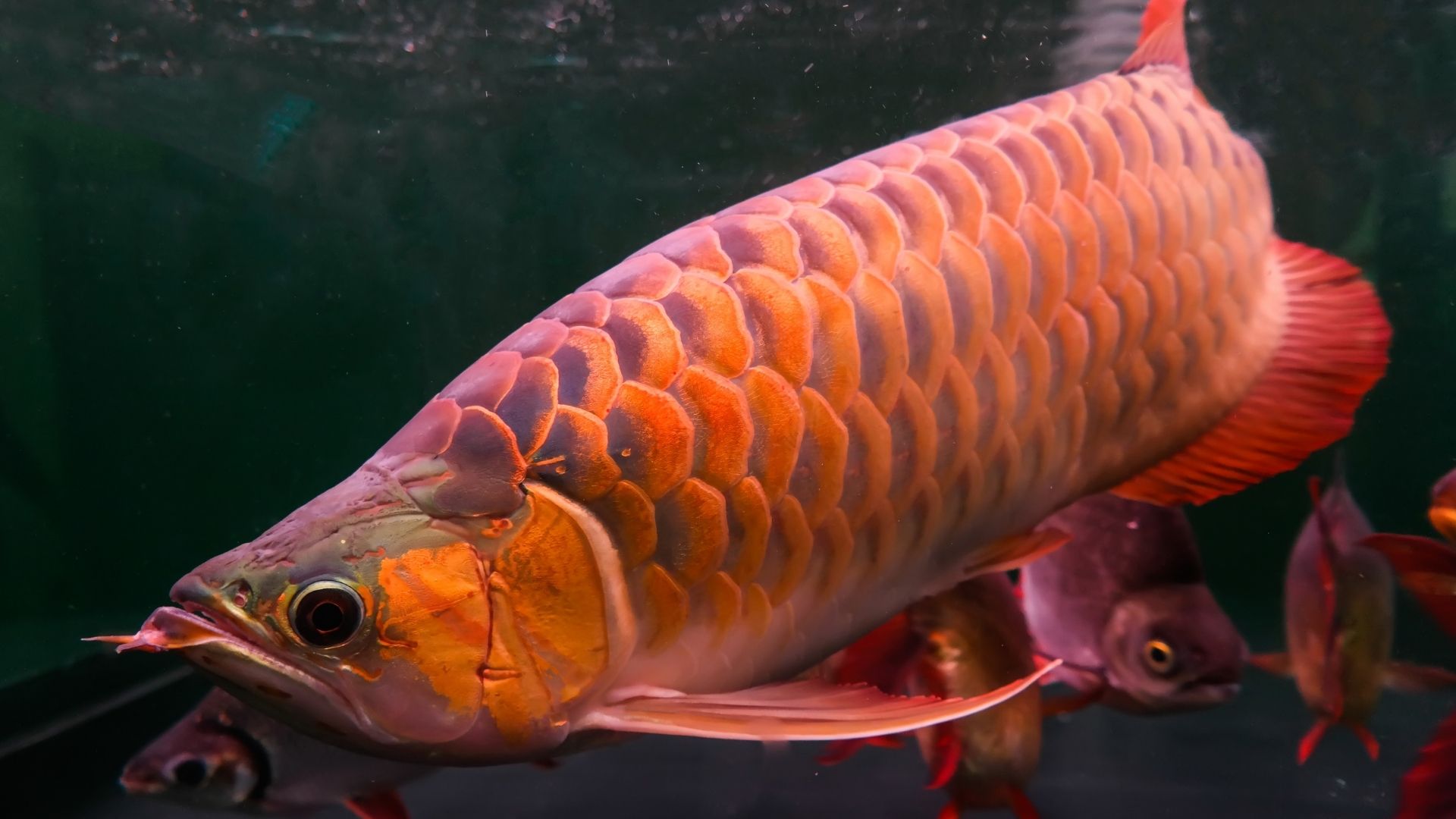 Arowana Balığı Özellikleri ve Bakımı