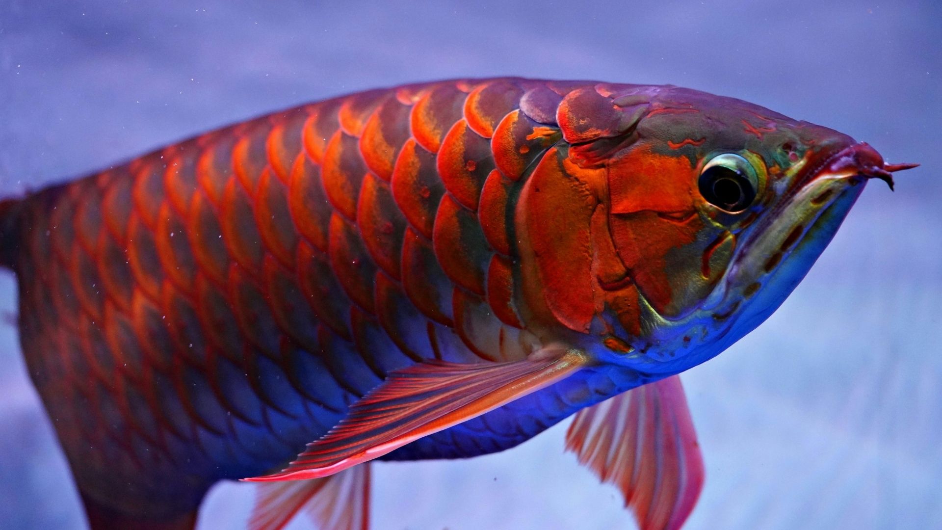 Arowana Balığı Özellikleri ve Bakımı