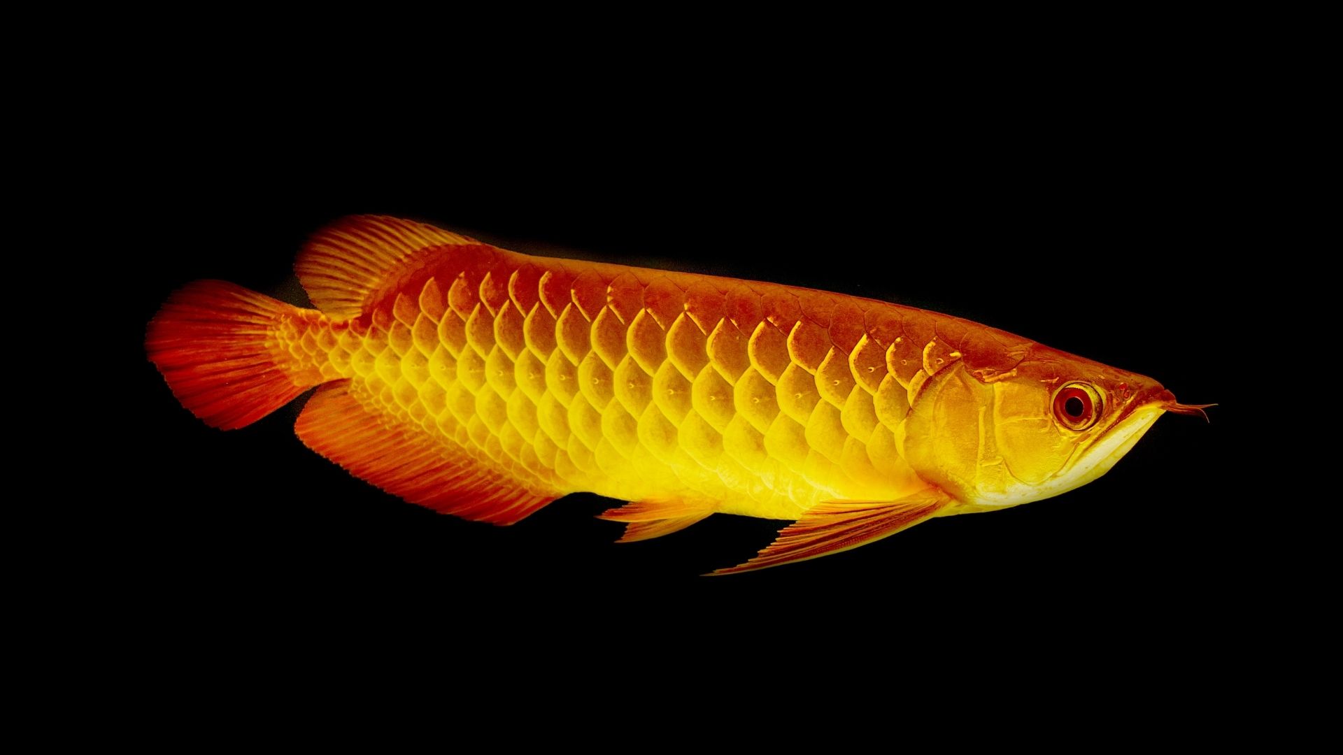 Arowana Balığı Özellikleri ve Bakımı