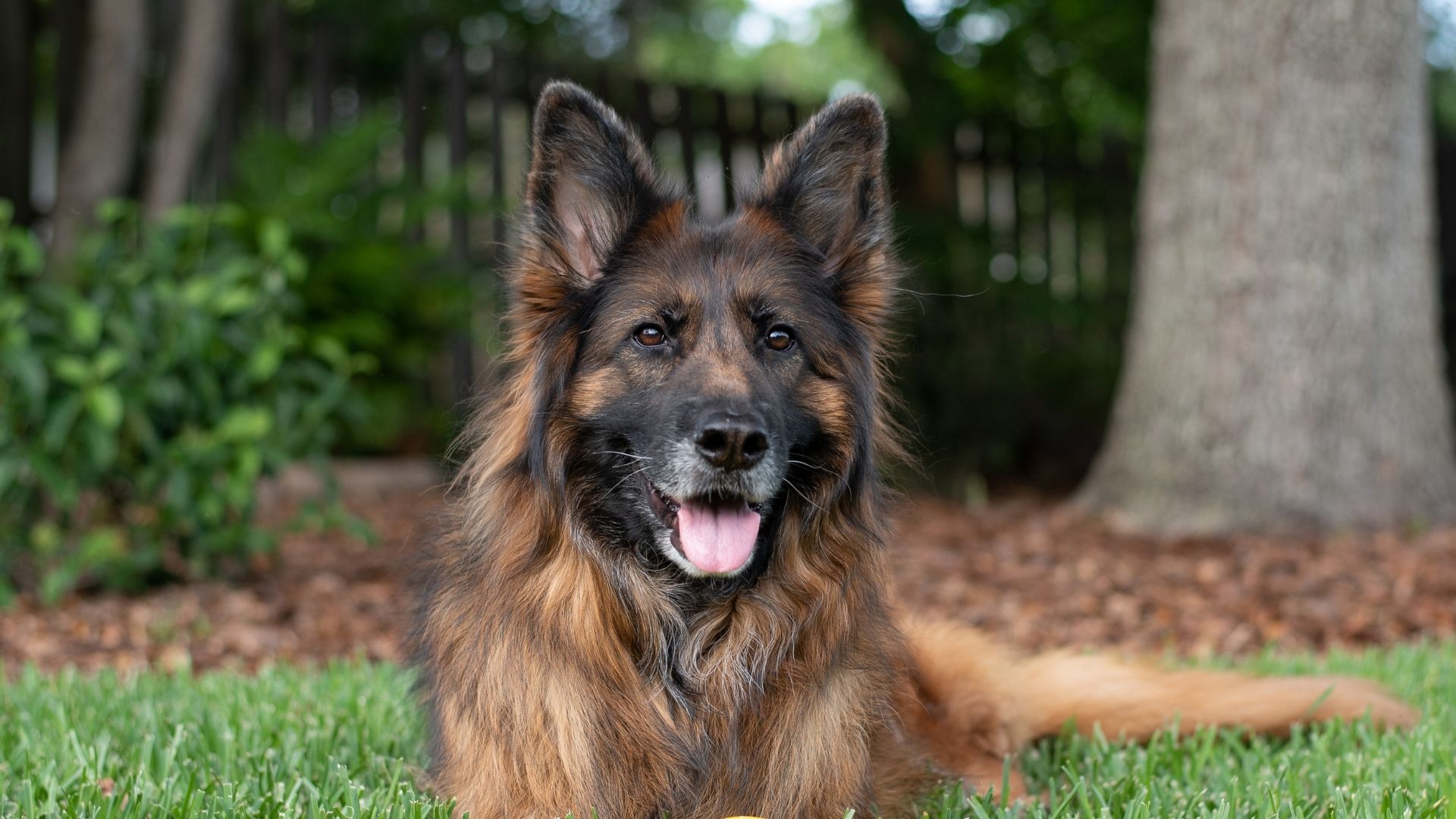 Belçika Kurdu (Belgian Malinois) Özellikleri ve Bakımı 