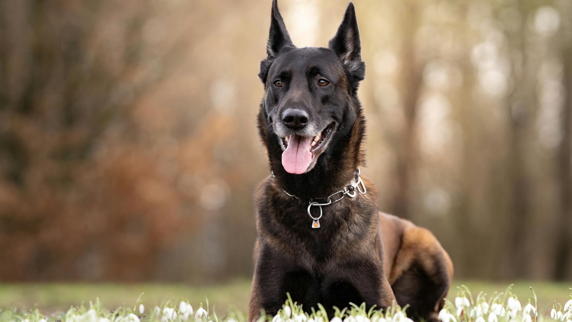 Belçika Kurdu (Belgian Malinois) Özellikleri ve Bakımı 