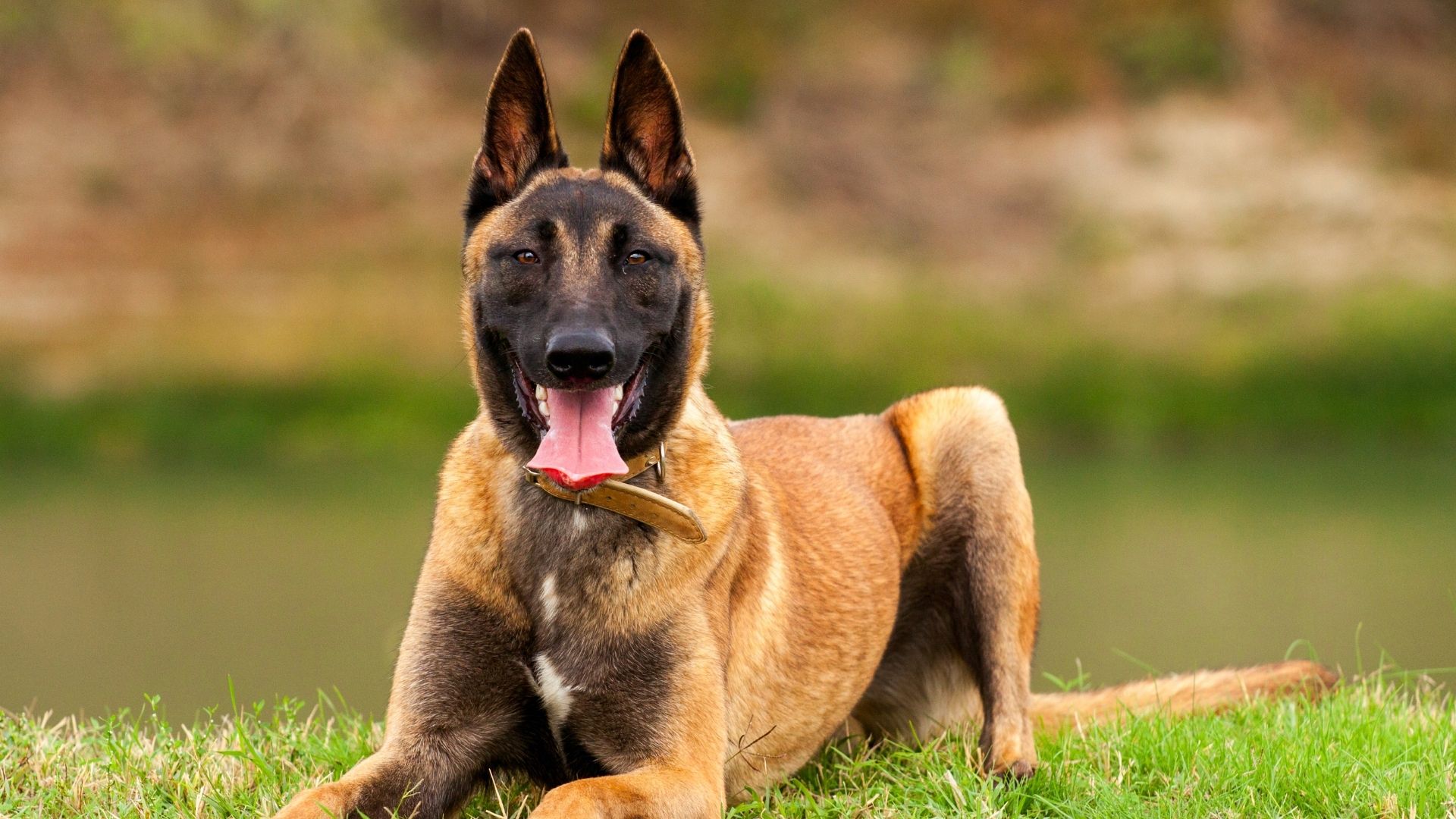 Belçika Kurdu (Belgian Malinois) Özellikleri ve Bakımı 