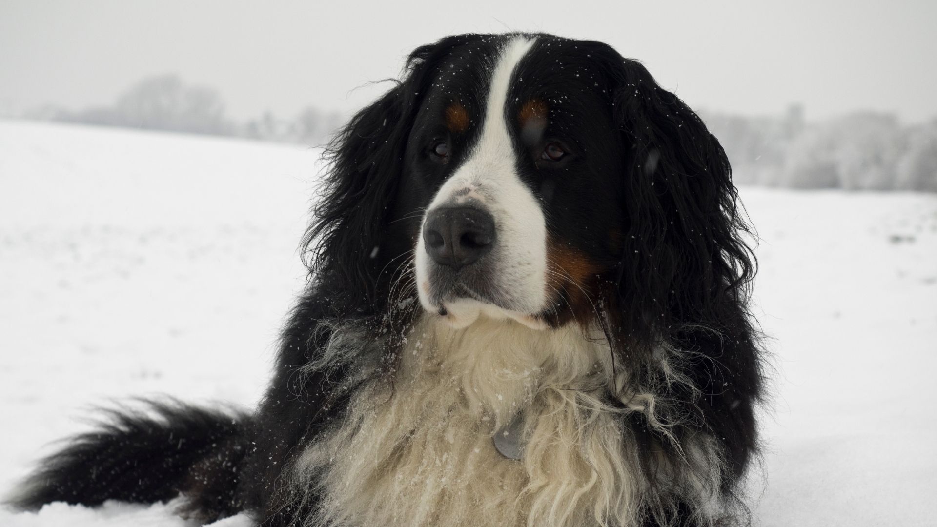 Bernese Dağ Köpeği Özellikleri ve Bakımı