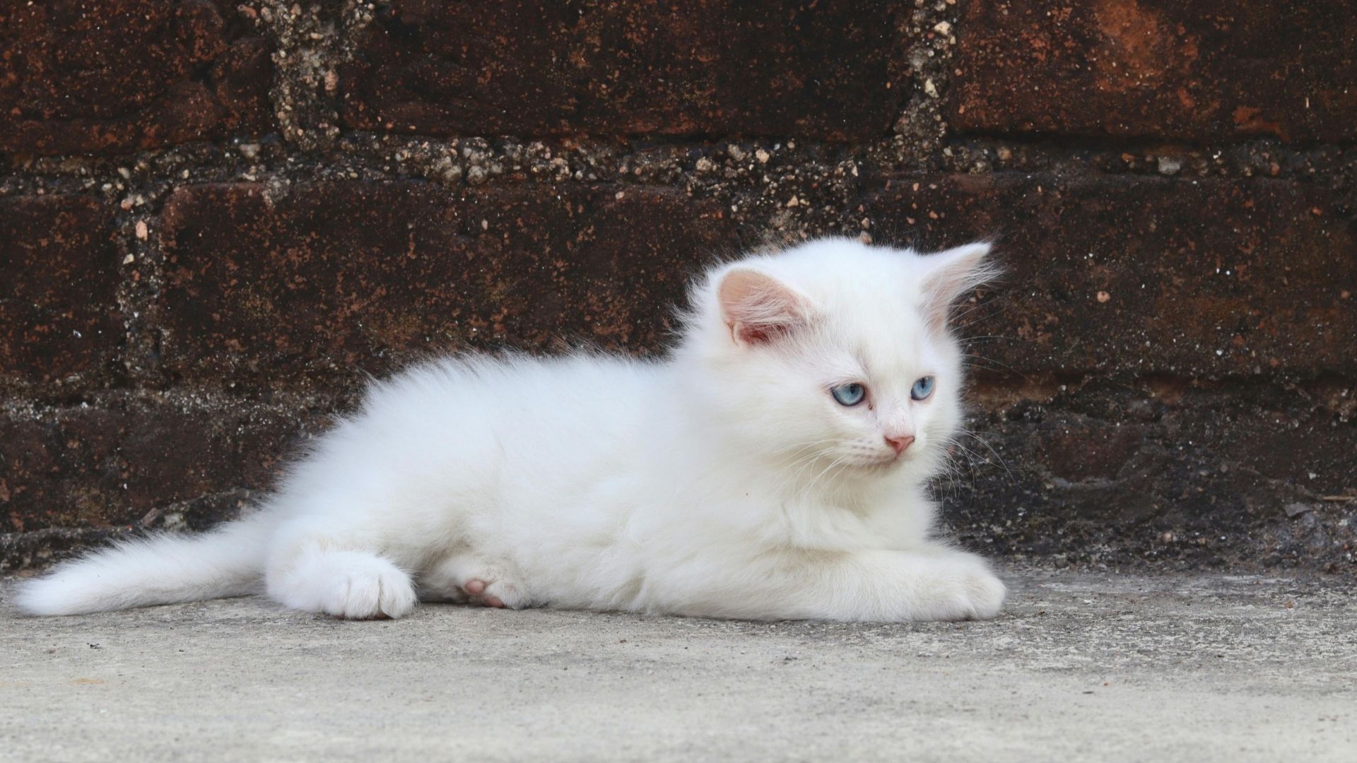 Beyaz Rus Kedisi (Russian White) Özellikleri ve Bakımı