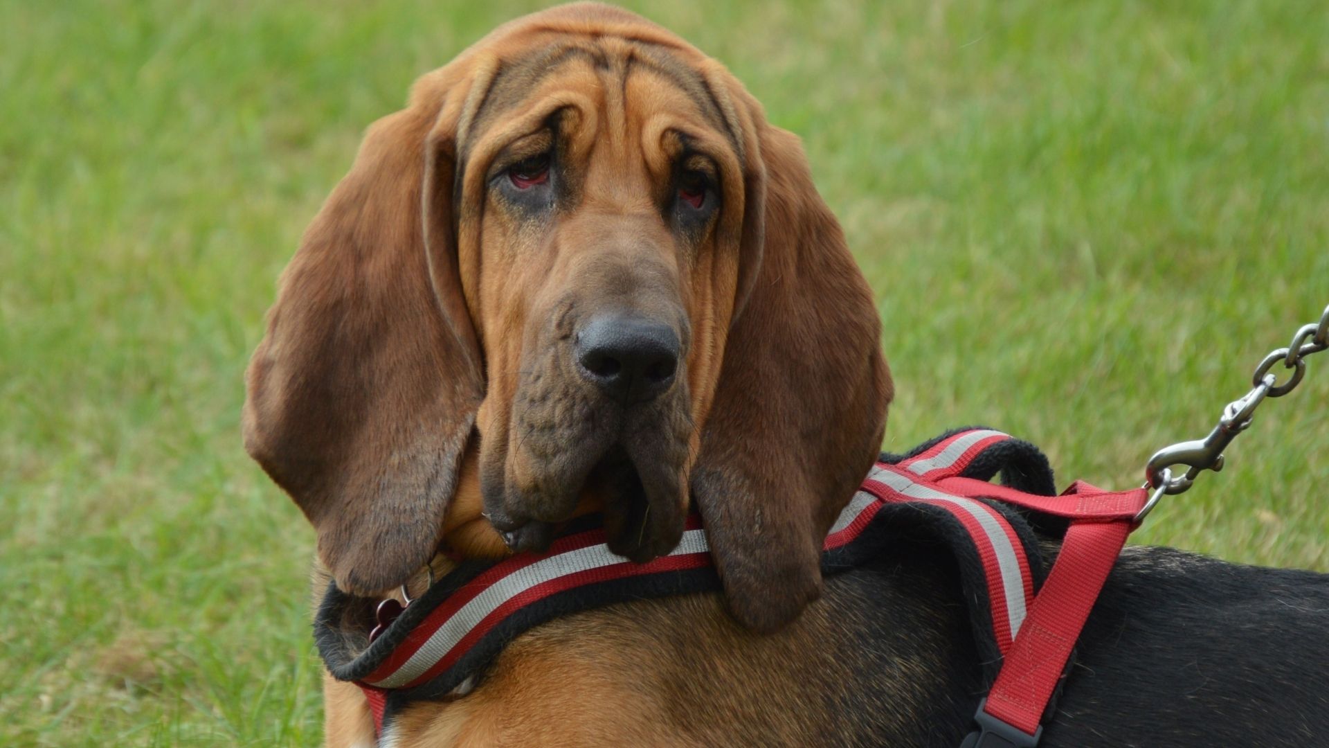 Bloodhound Köpek Irkı Özellikleri ve Bakımı