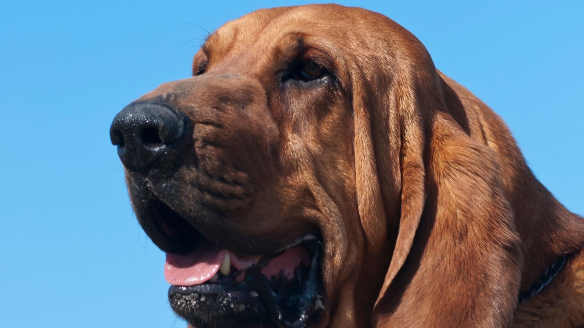 Bloodhound Köpek Irkı Özellikleri ve Bakımı