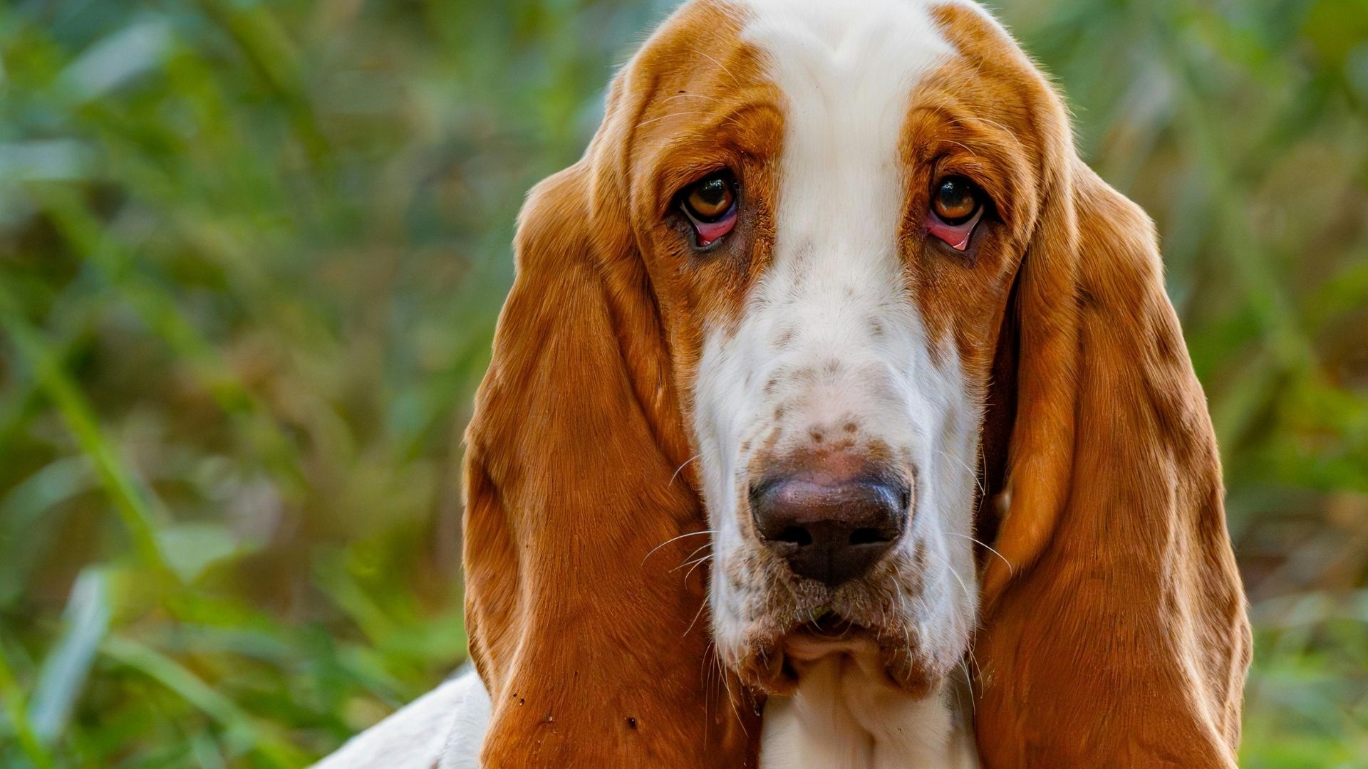 Bloodhound Köpek Irkı Özellikleri ve Bakımı