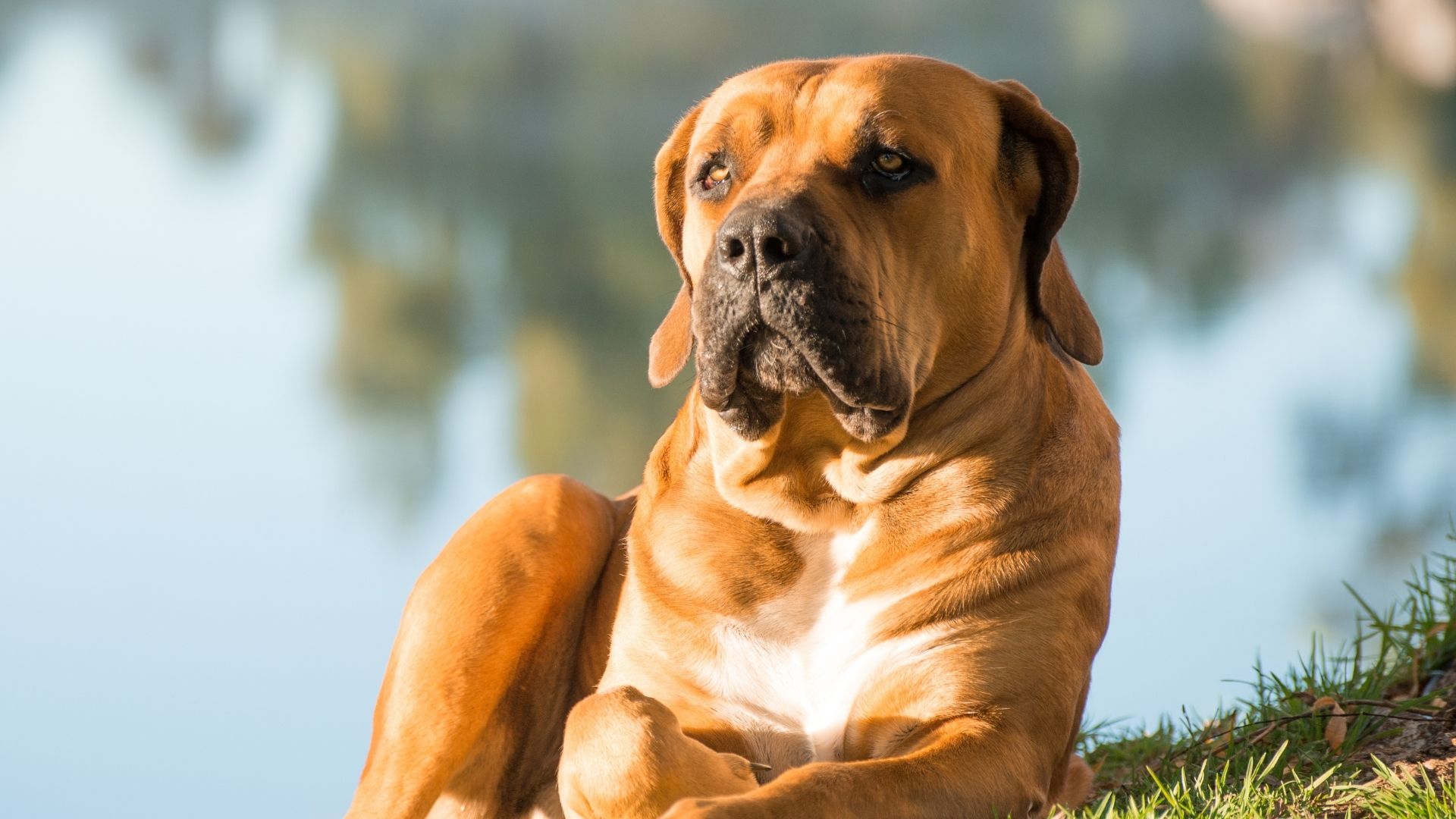 Boerboel Köpek Irkı Özellikleri ve Bakımı