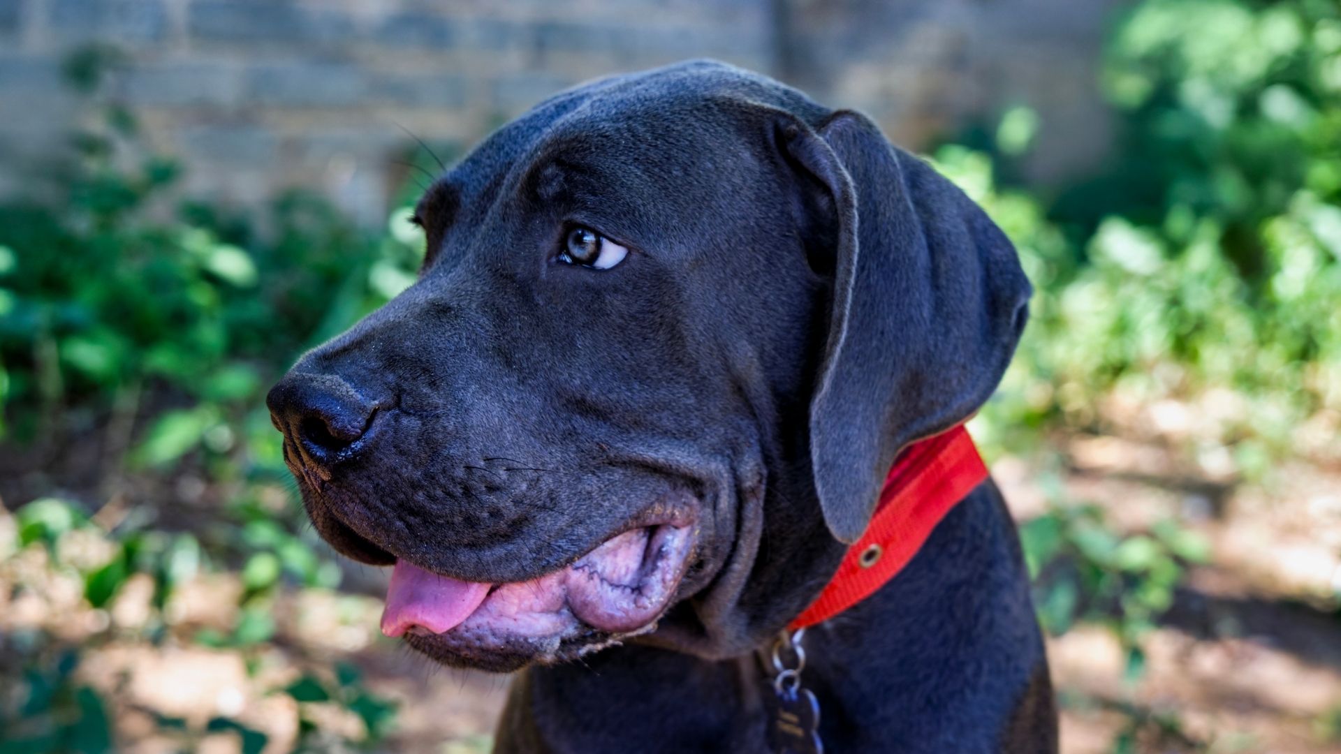 Boerboel Köpek Irkı Özellikleri ve Bakımı