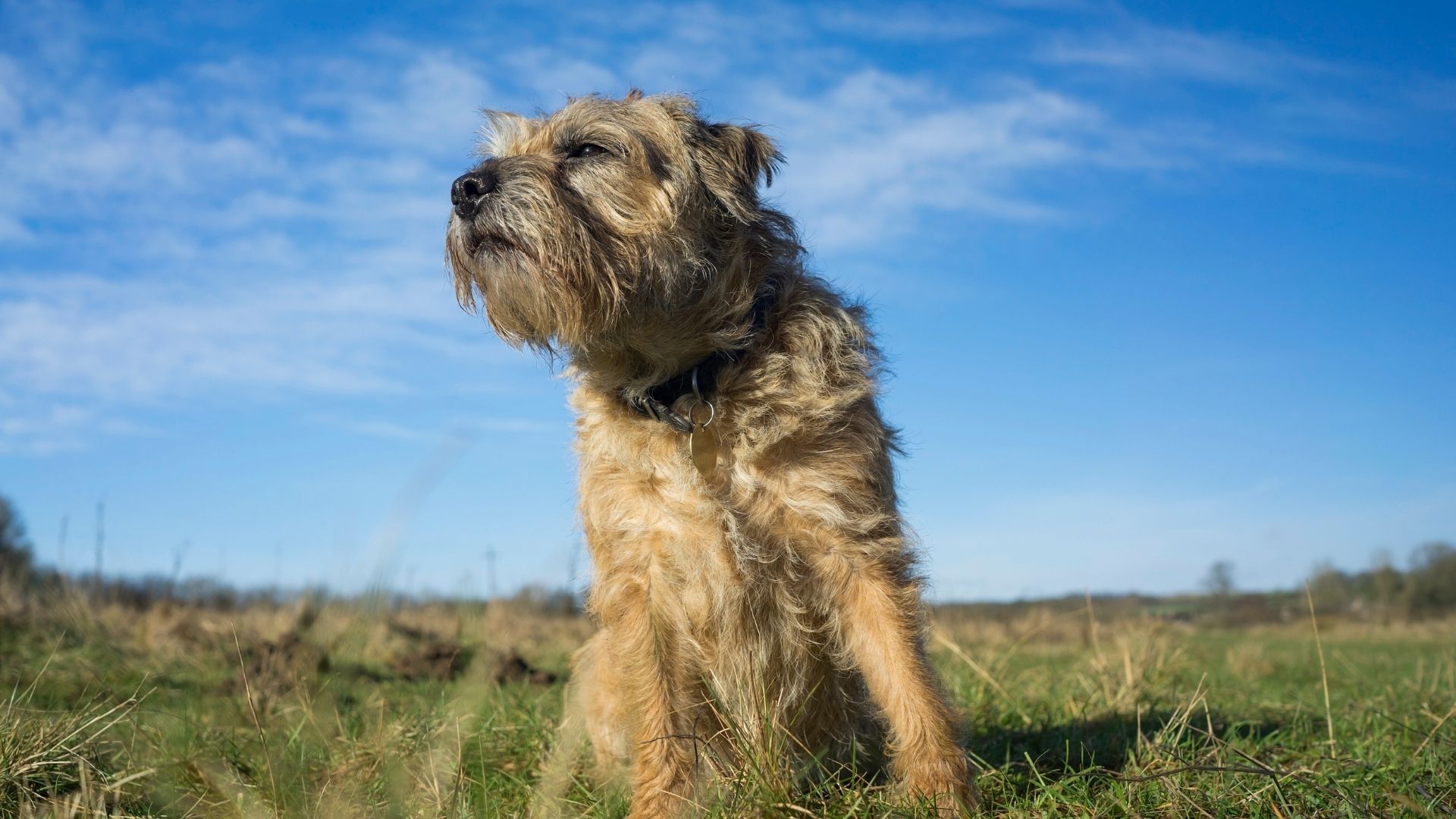 Border Terrier Köpek Irkı Özellikleri ve Bakımı