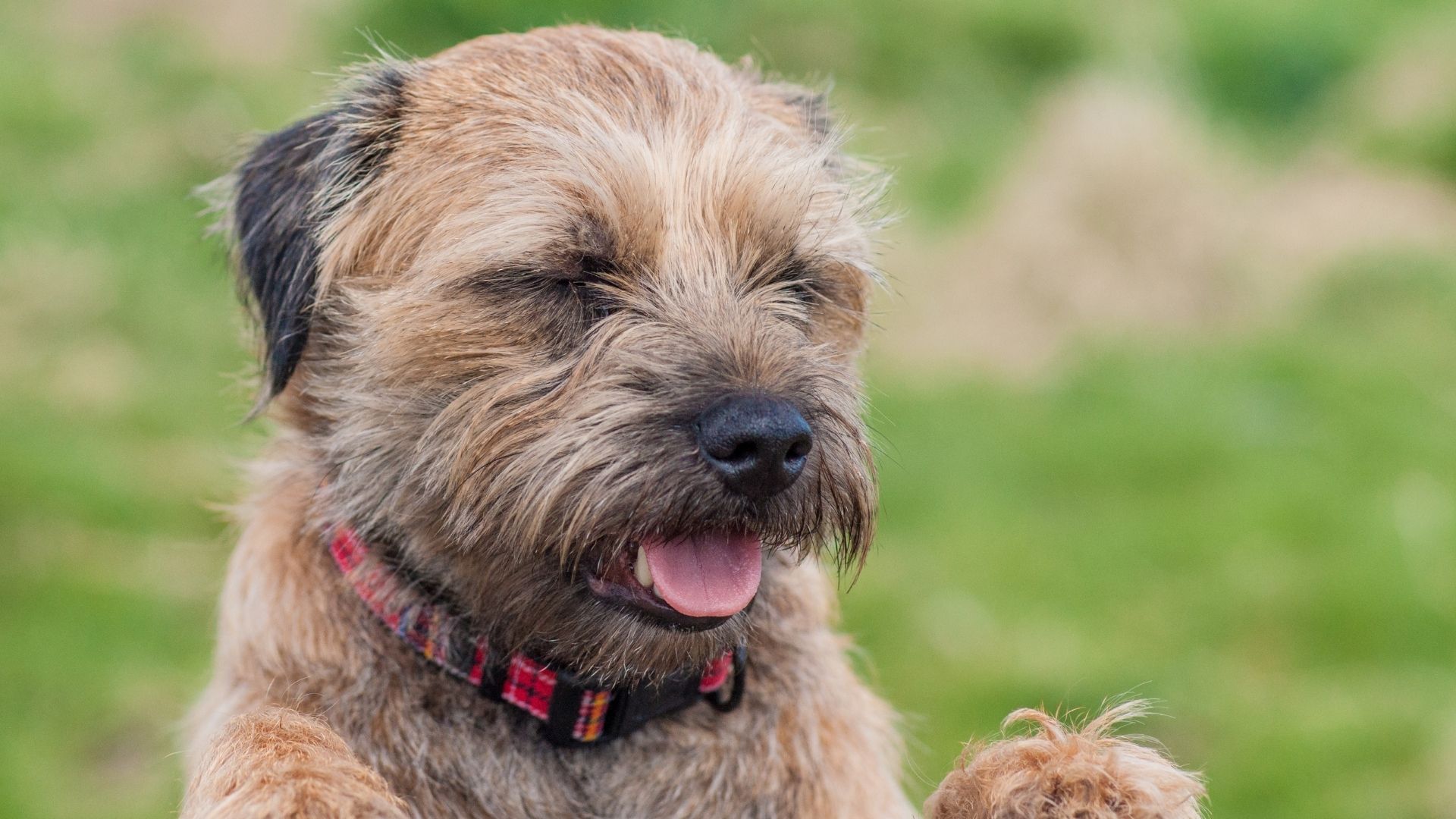 Border Terrier Köpek Irkı Özellikleri ve Bakımı