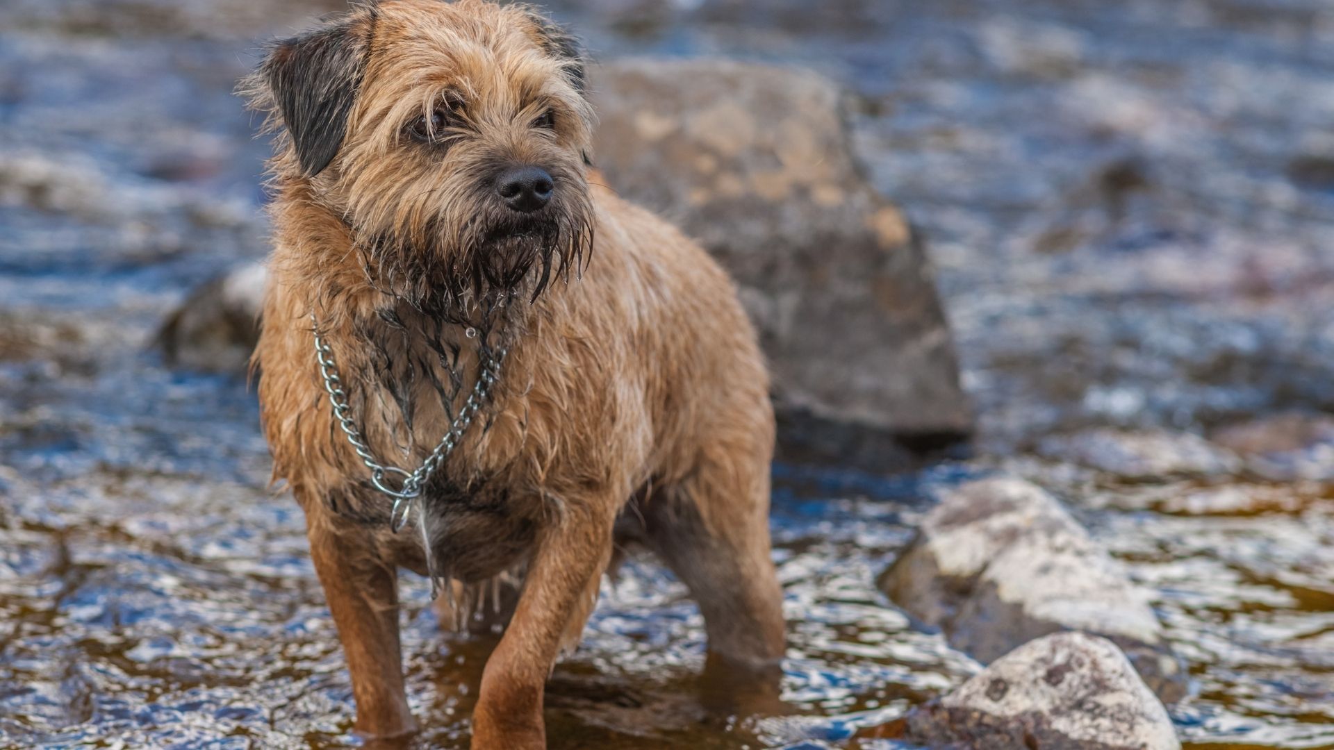 Border Terrier Köpek Irkı Özellikleri ve Bakımı