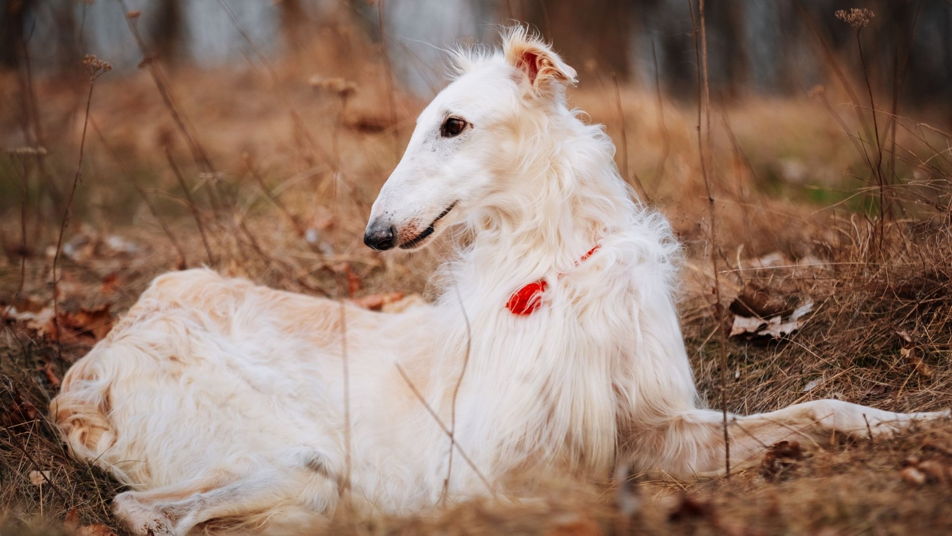 Borzoi (Rus Kurt Tazısı) Köpek Irkı Özellikleri ve Bakımı