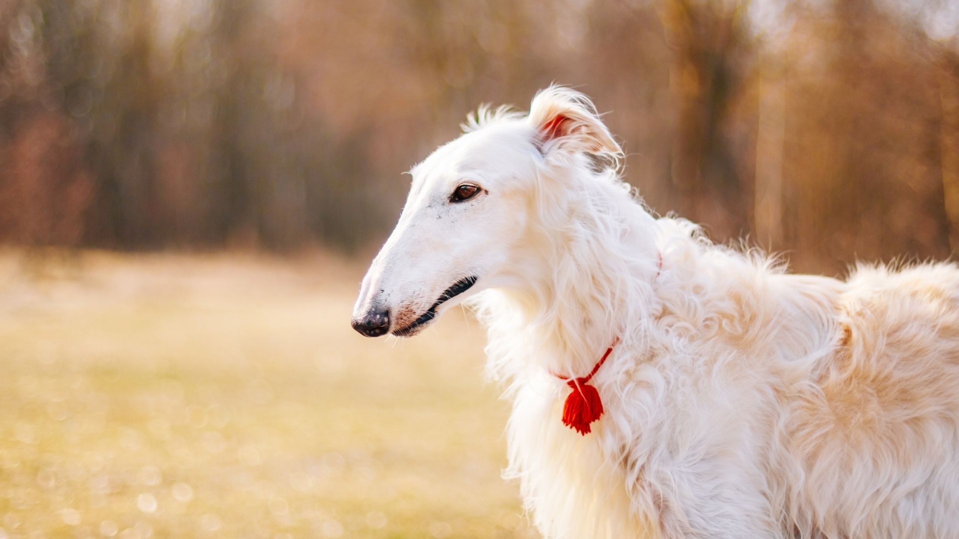 Borzoi (Rus Kurt Tazısı) Köpek Irkı Özellikleri ve Bakımı