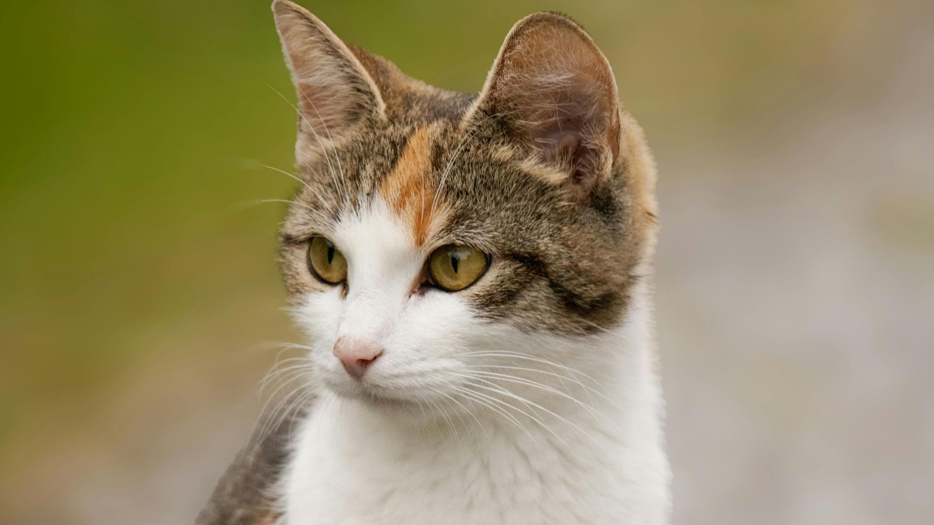 Brazilian Shorthair Kedisi Özellikleri ve Bakımı