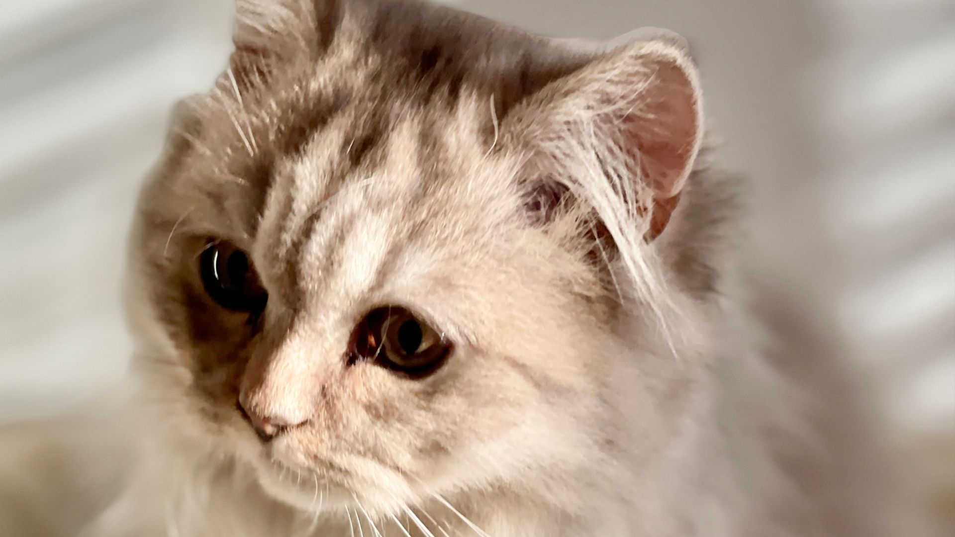 British Longhair Kedi Irkı Özellikleri ve Bakımı