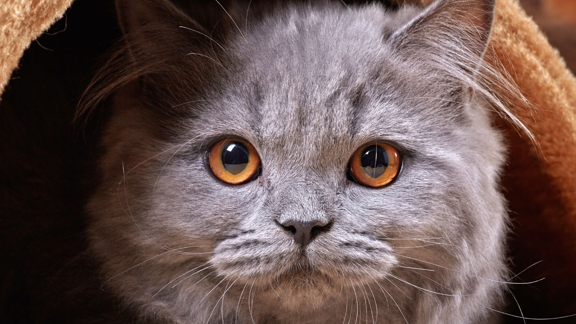 British Longhair Kedi Irkı Özellikleri ve Bakımı